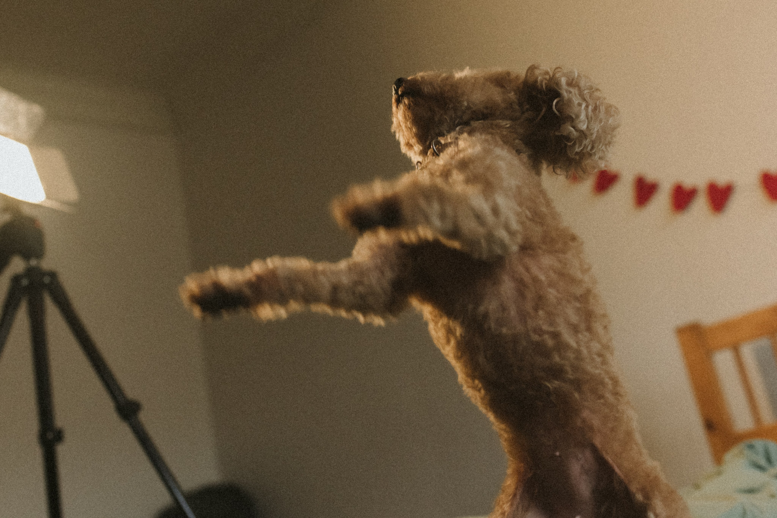 Ання и её кудрявая команда. Фотограф анималист в Москве Ольга Агушева