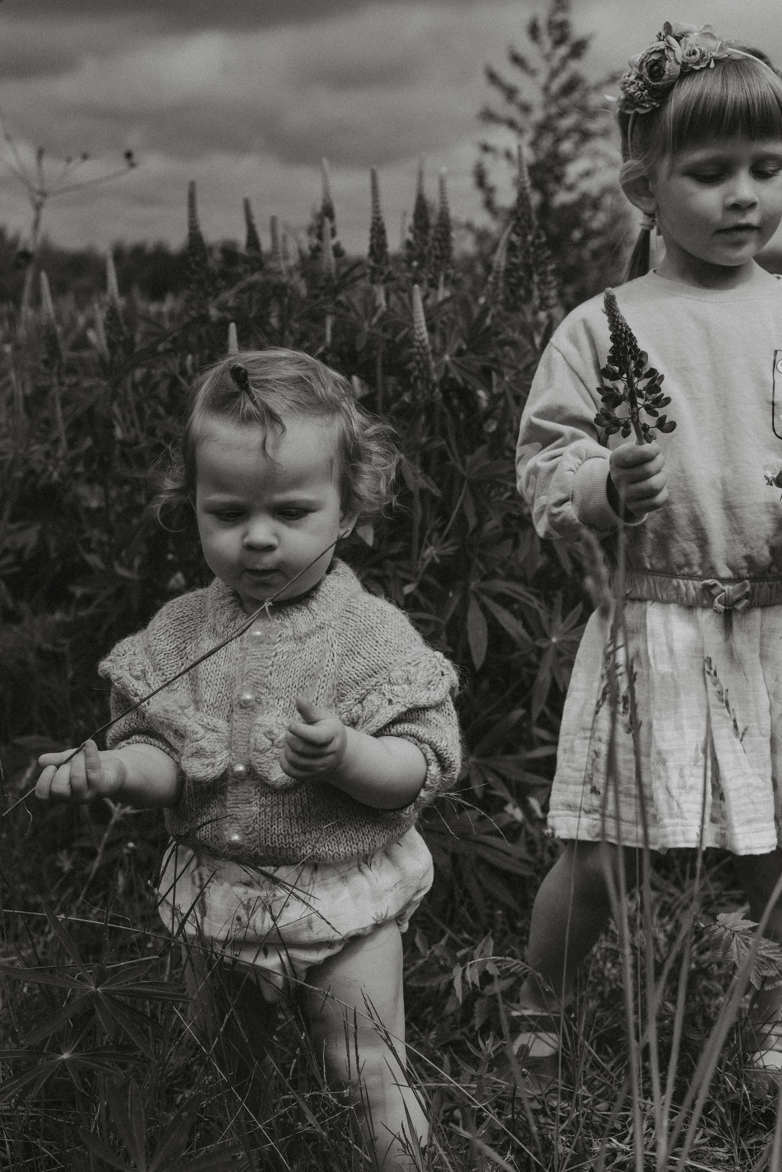 Люпины. Главная