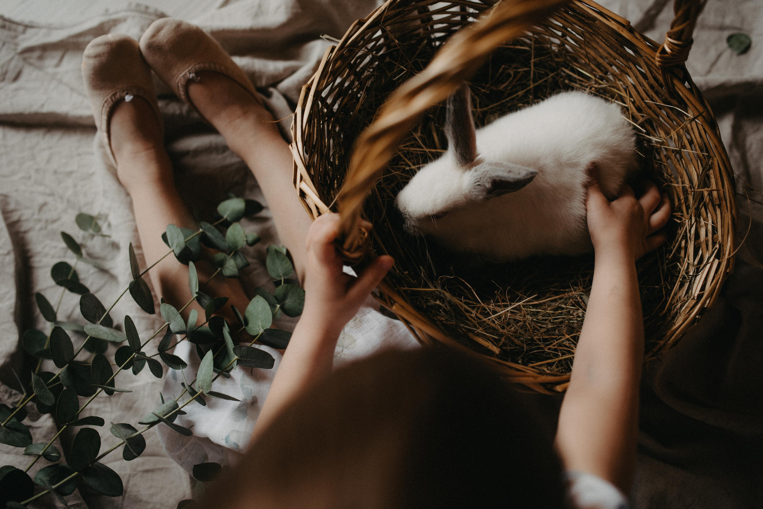 Пасхальный гость. Главная