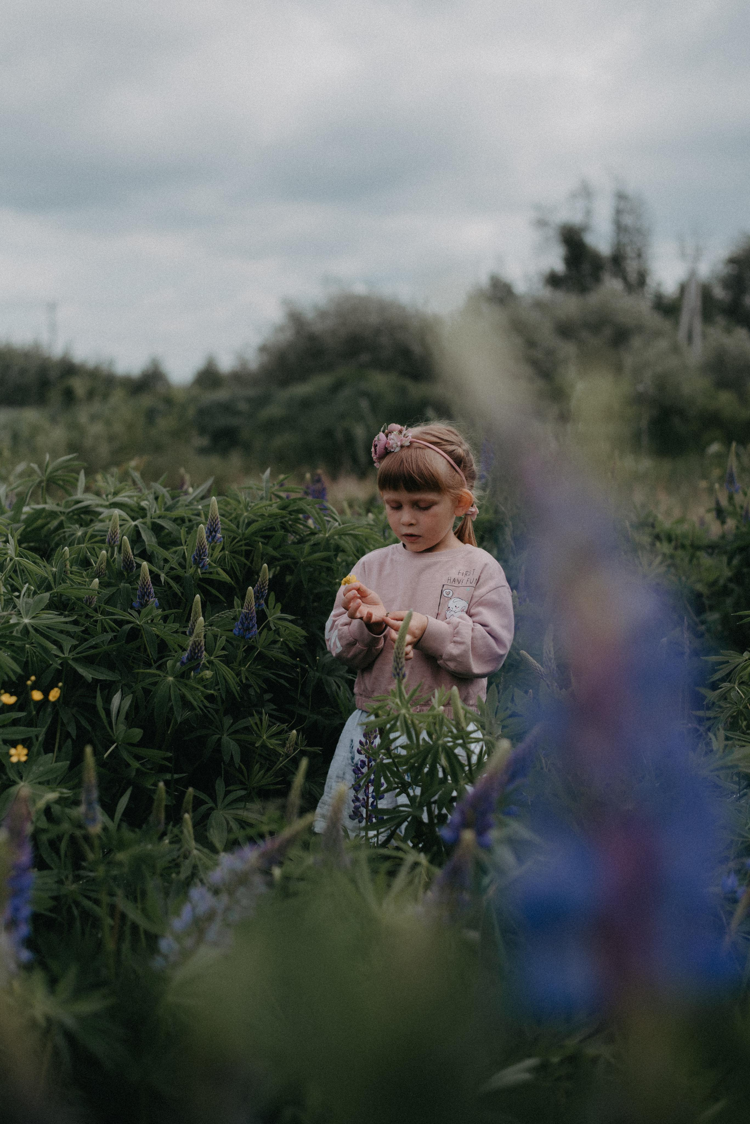 Люпины. Главная