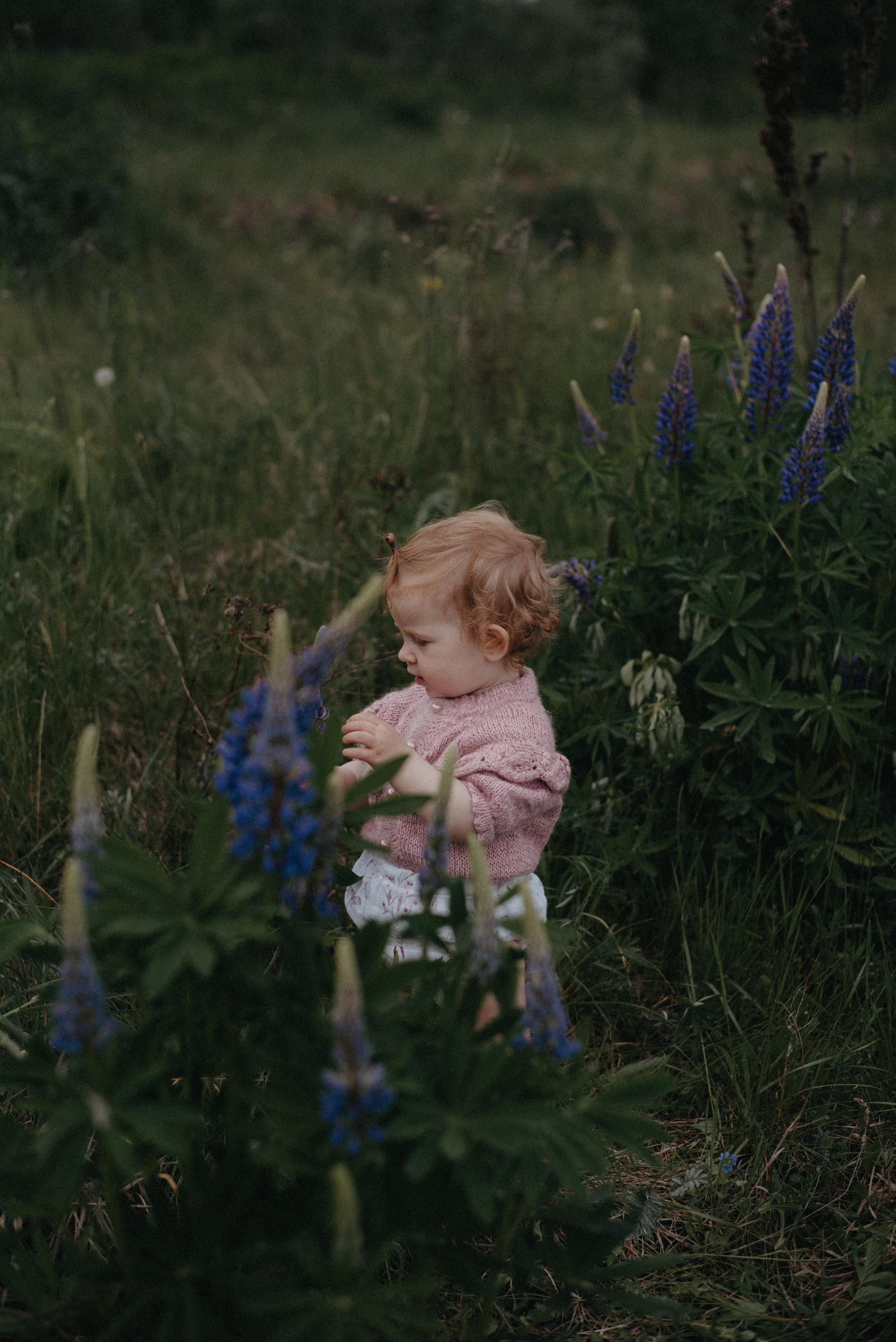 Люпины. Главная