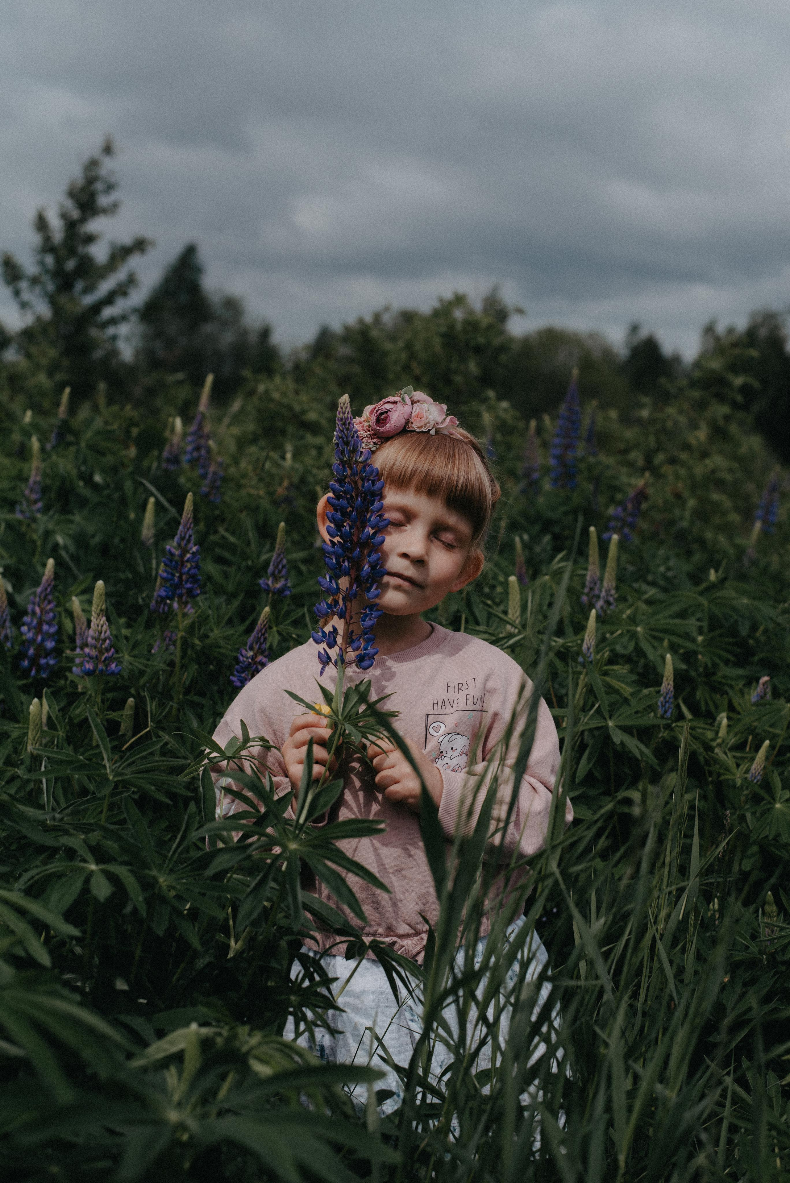 Люпины. Главная