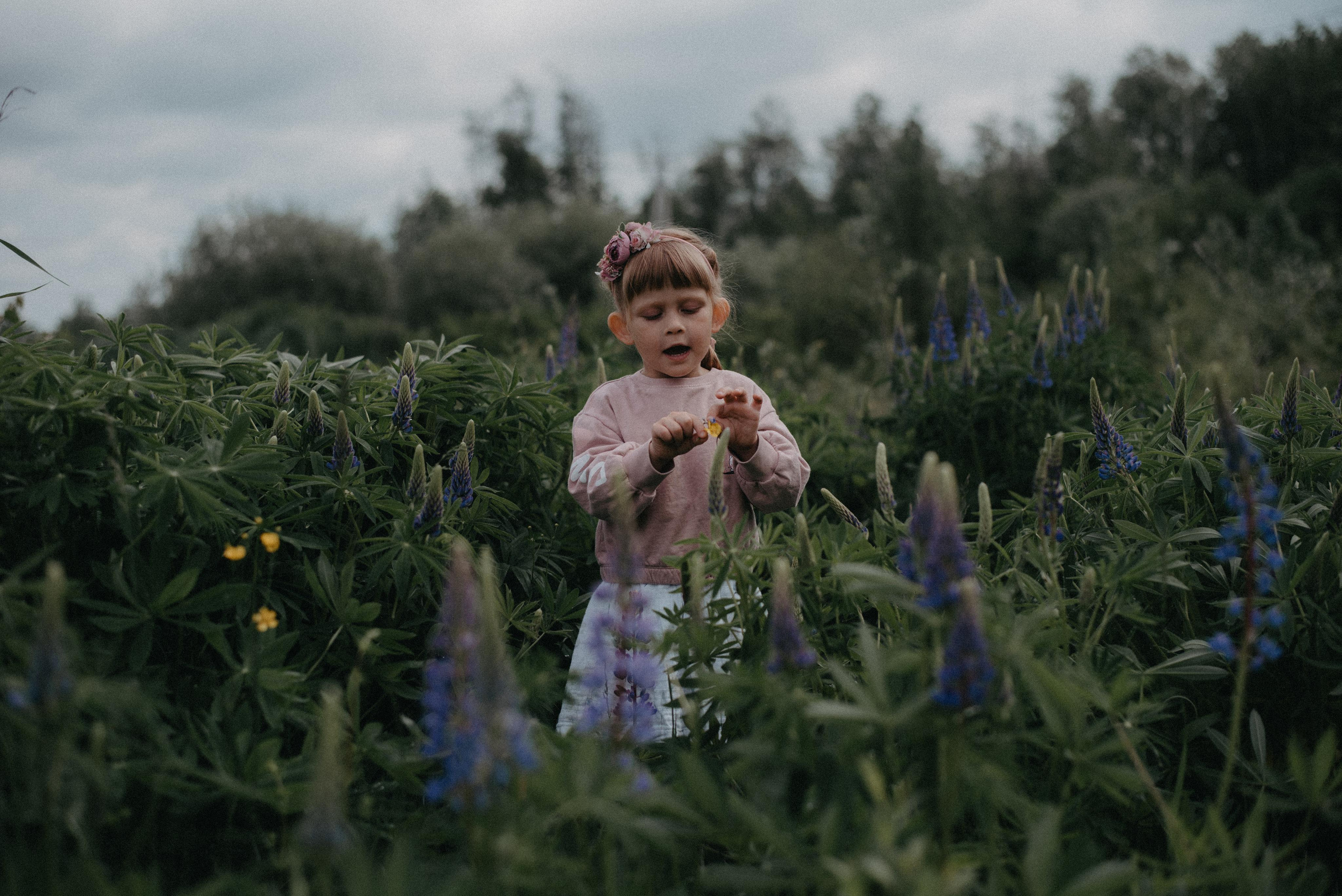 Люпины. Главная