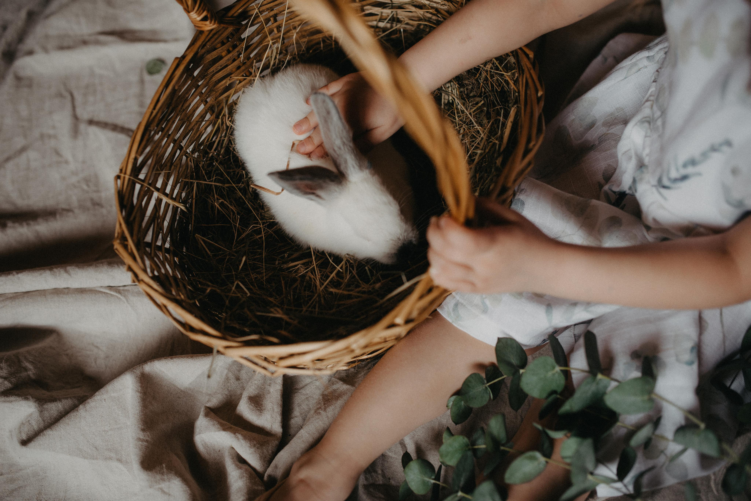 Пасхальный гость. Главная