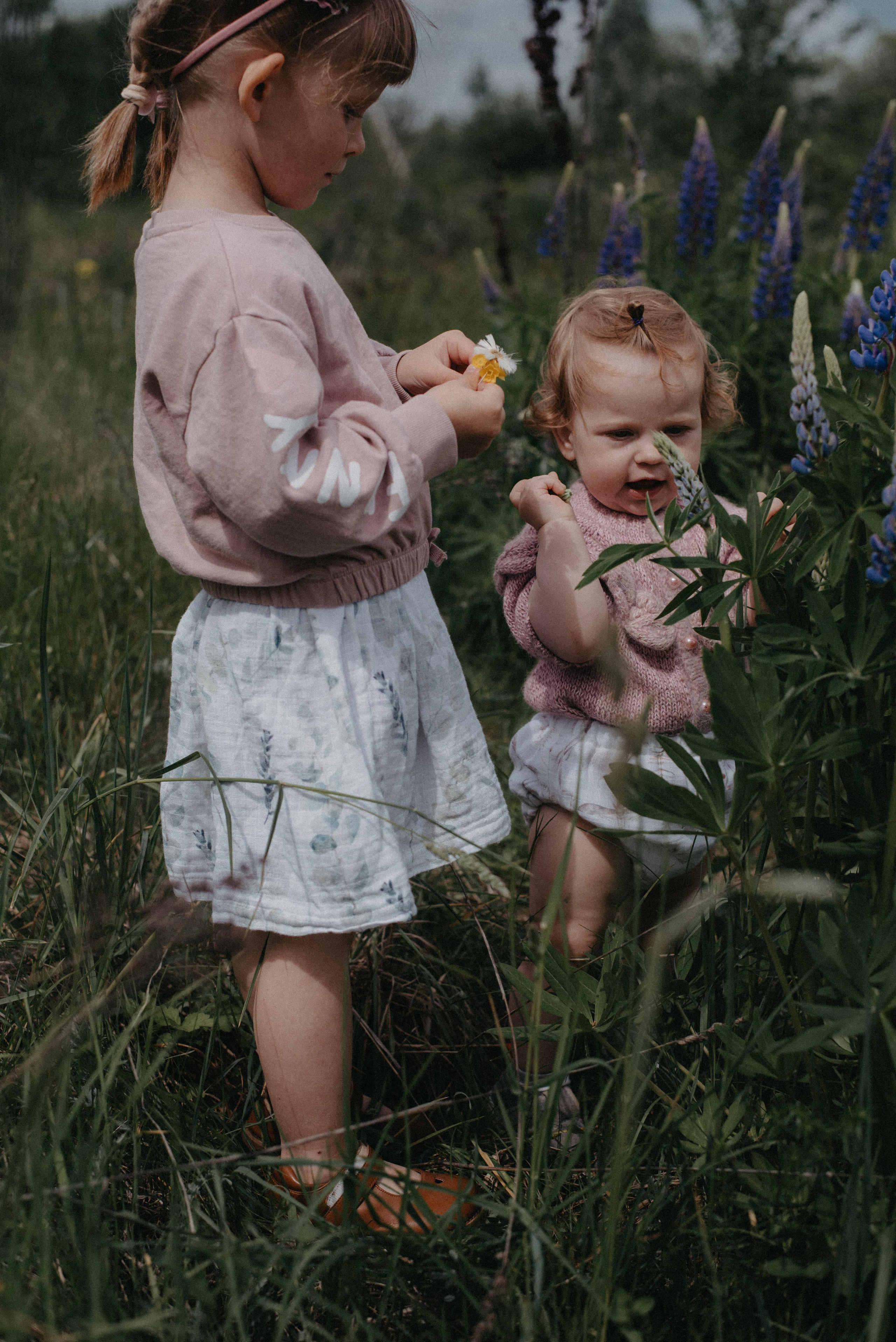 Люпины. Главная