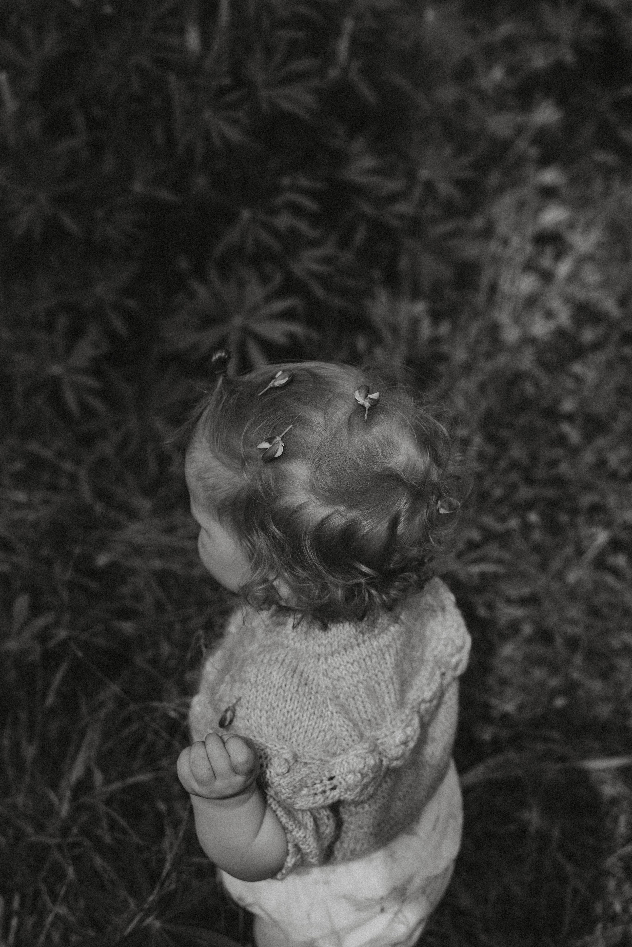 Люпины. Главная