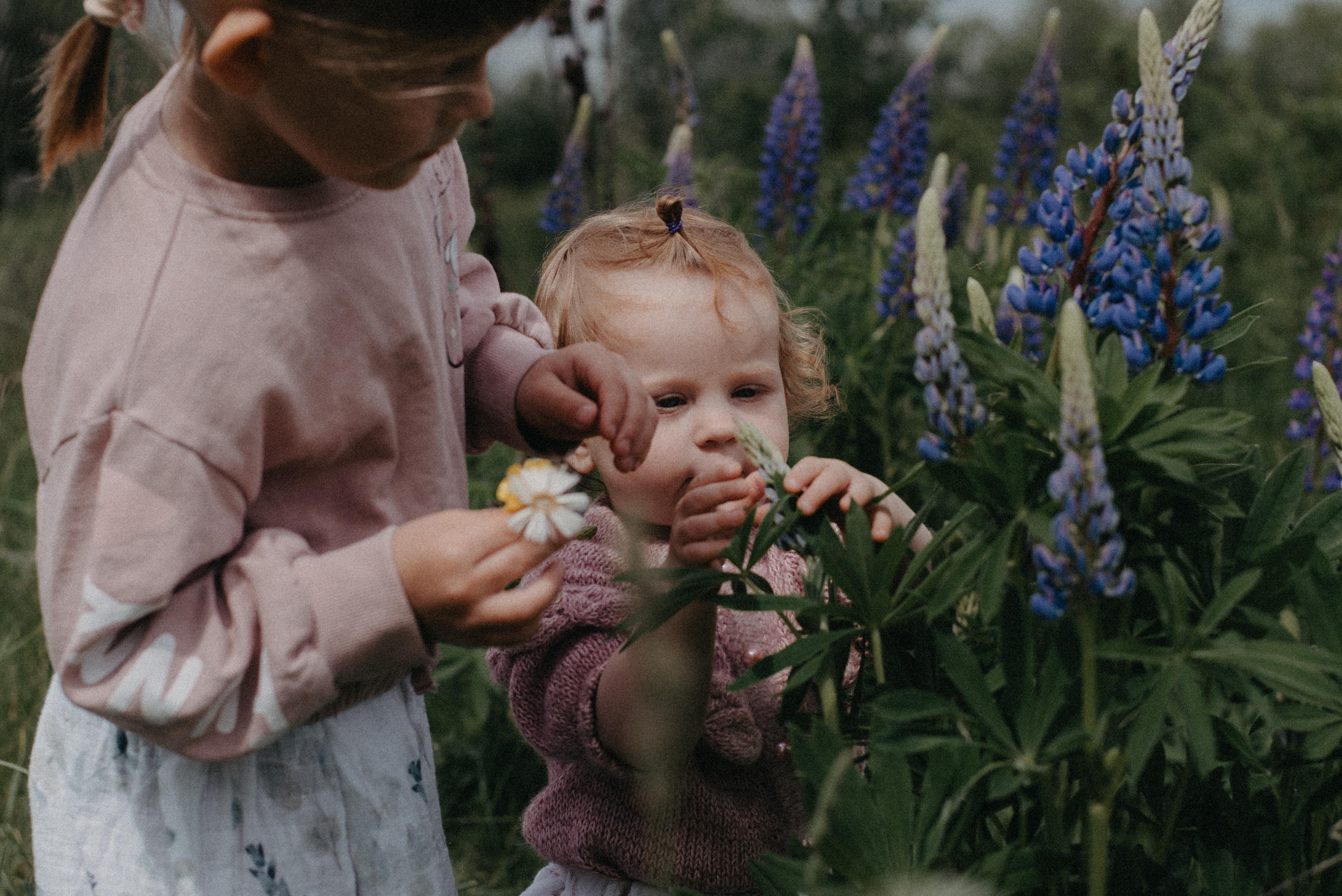 Люпины. Главная