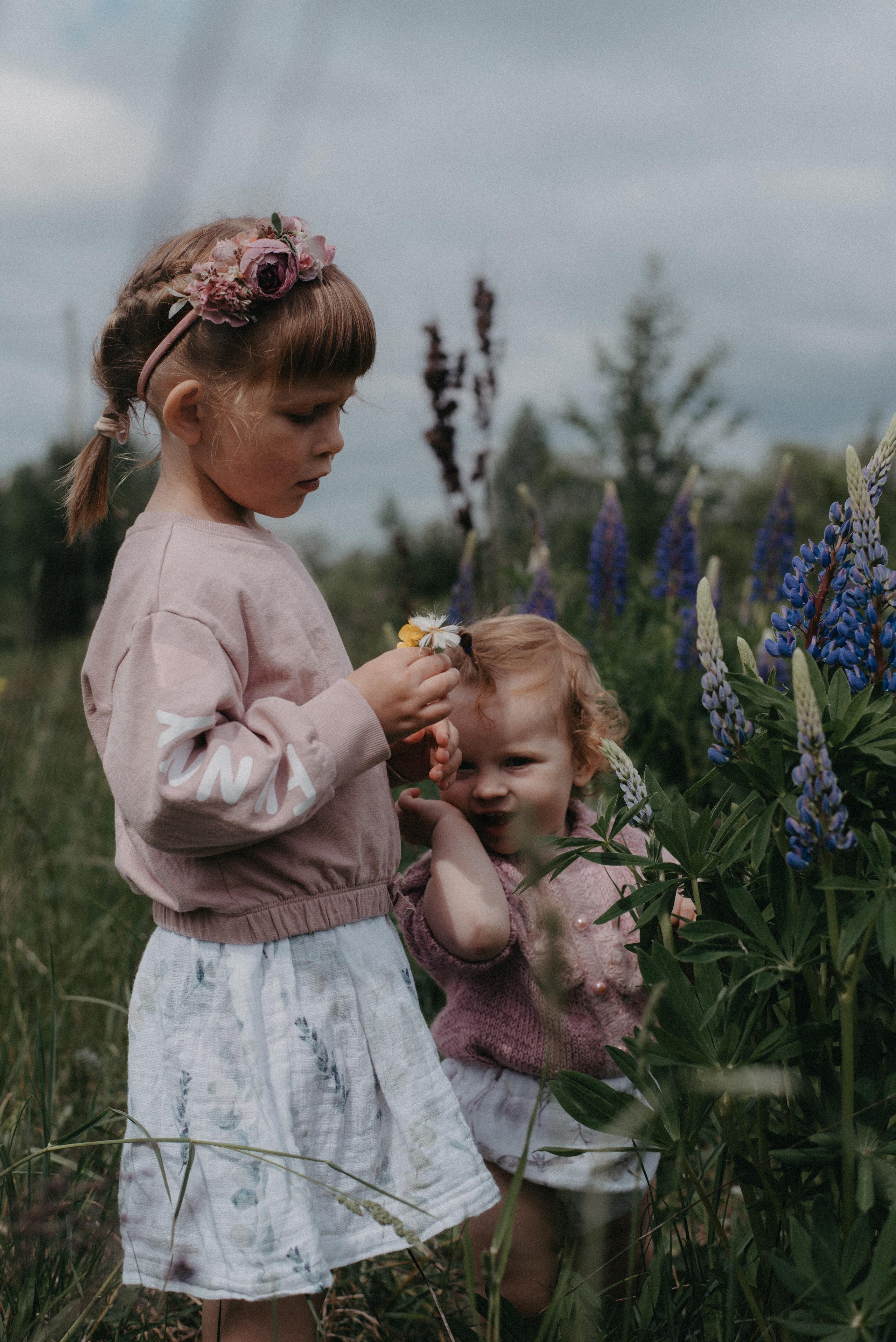 Люпины. Главная