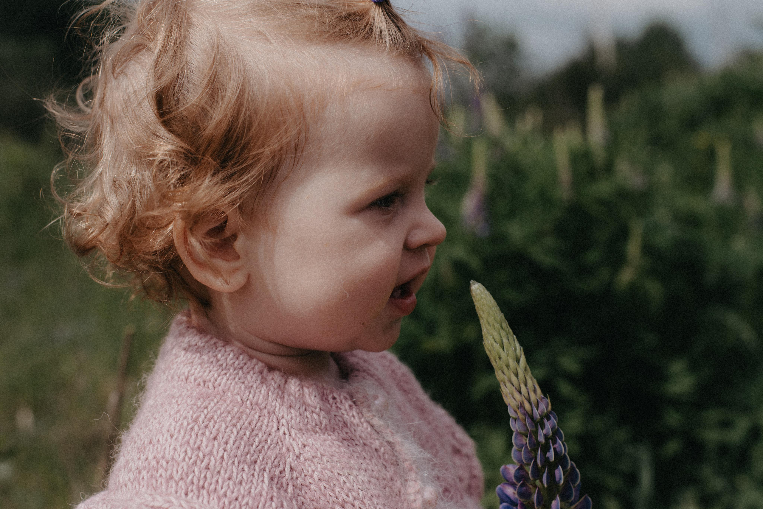 Люпины. Главная