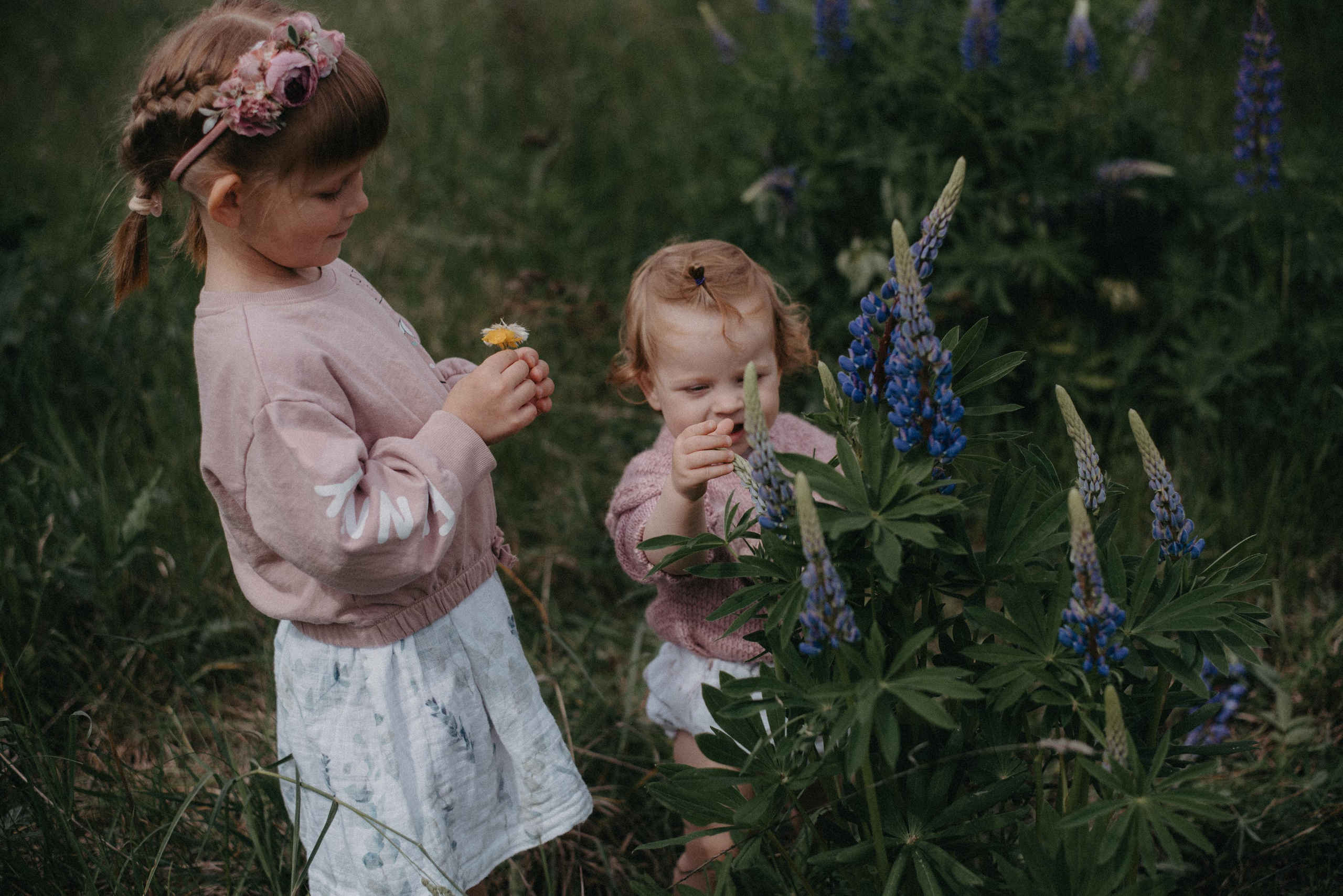 Люпины. Главная