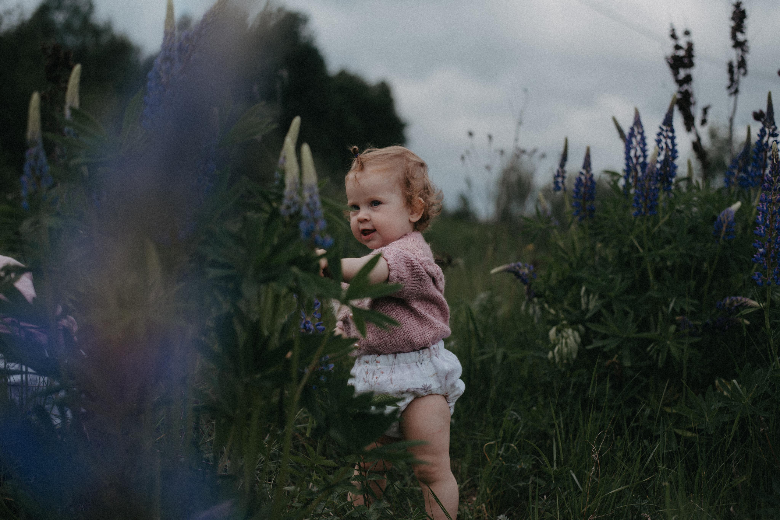 Люпины. Главная