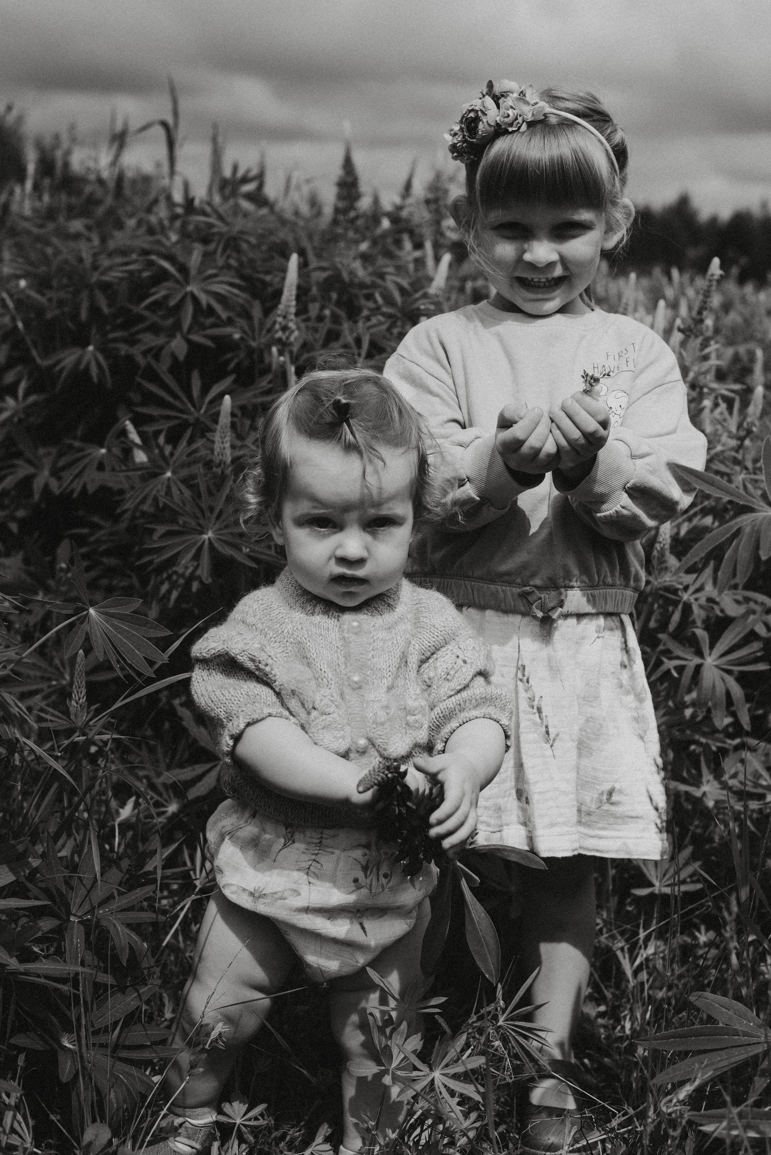 Люпины. Главная