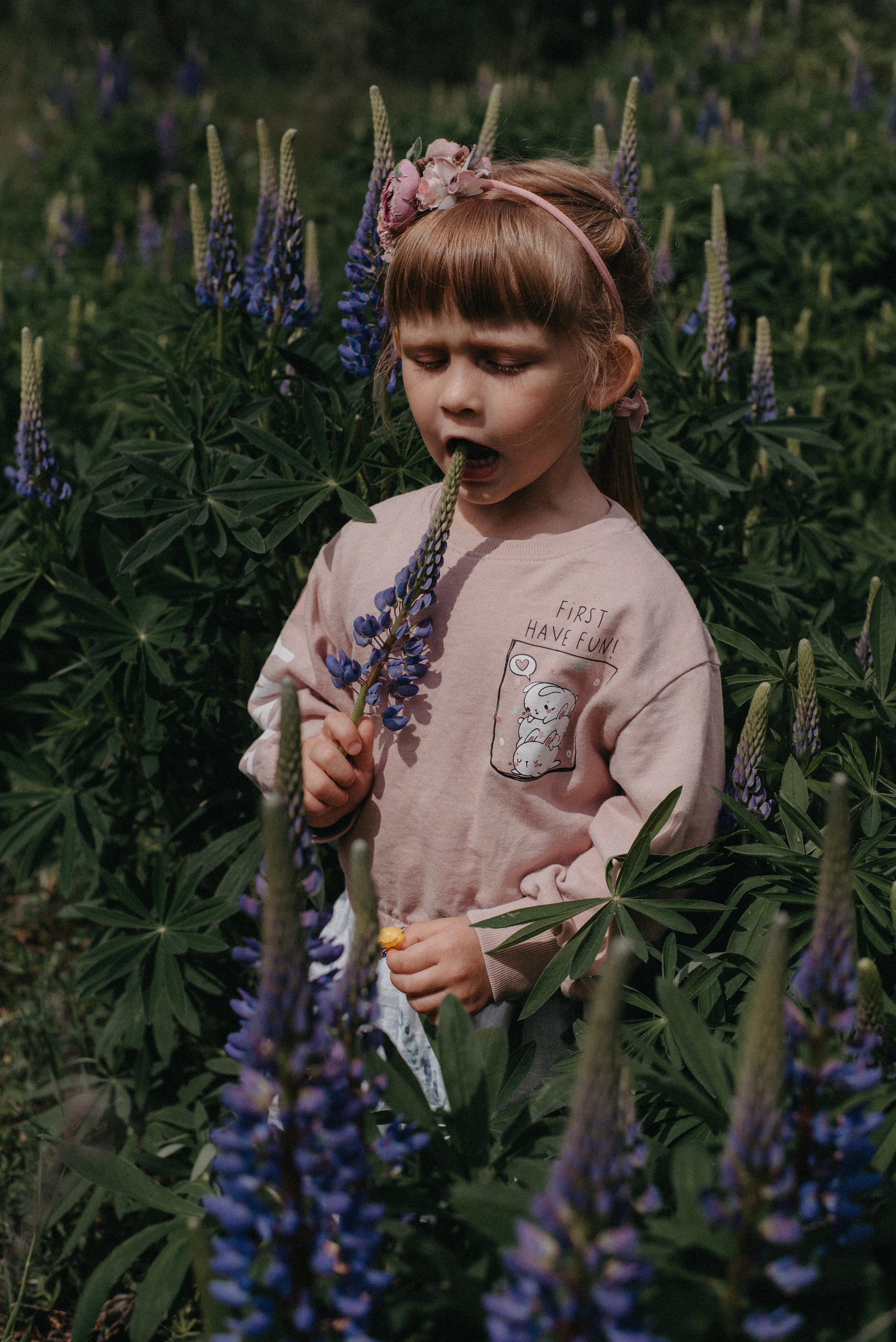 Люпины. Главная