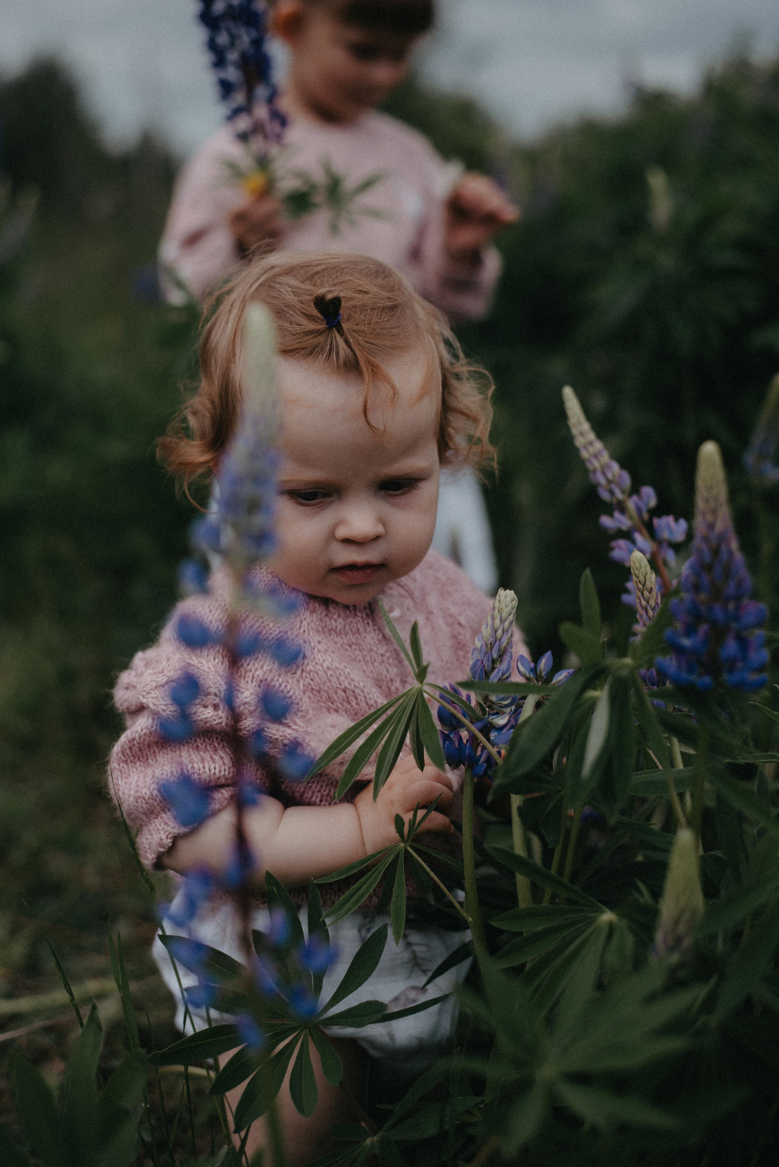 Люпины. Главная