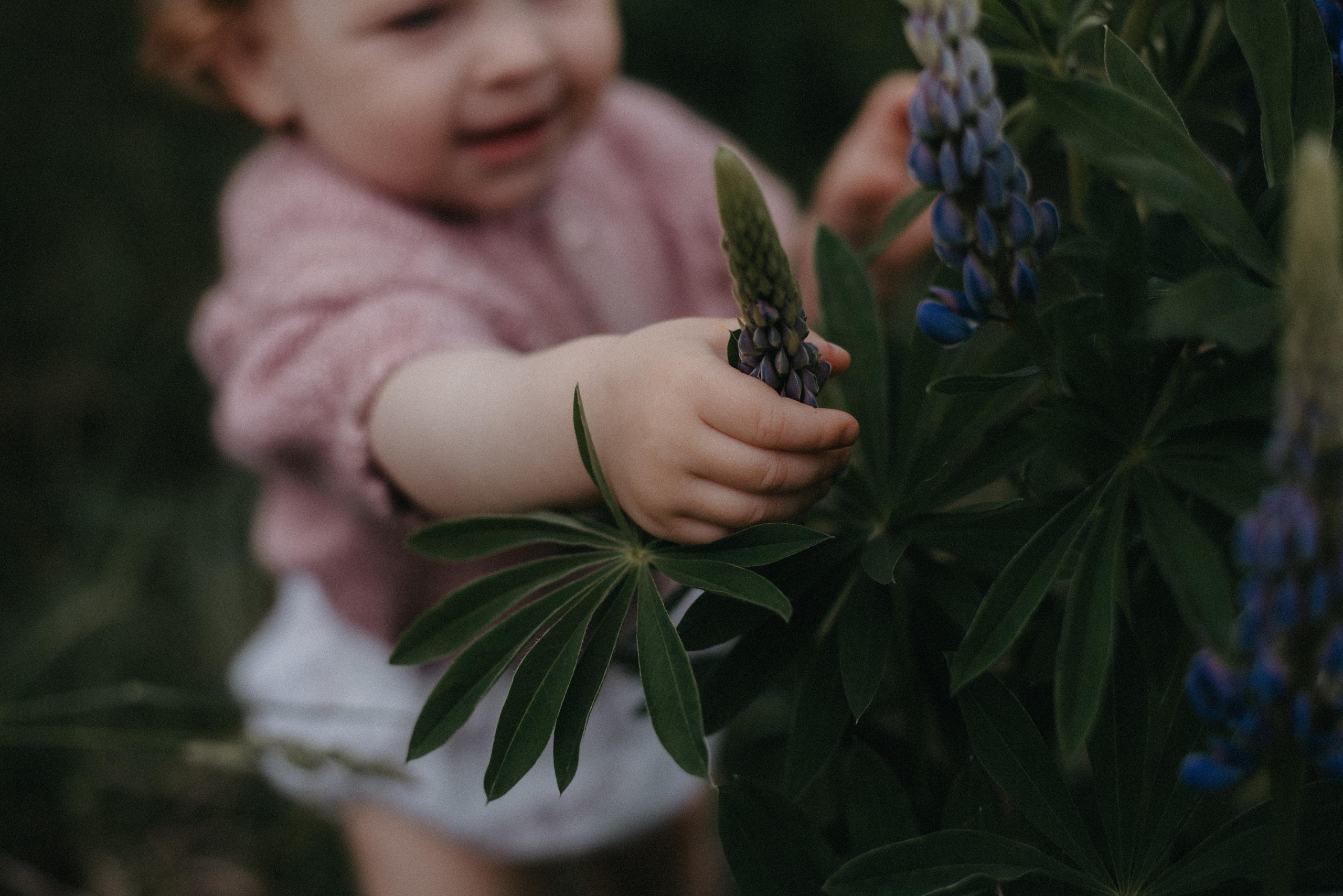 Люпины. Главная