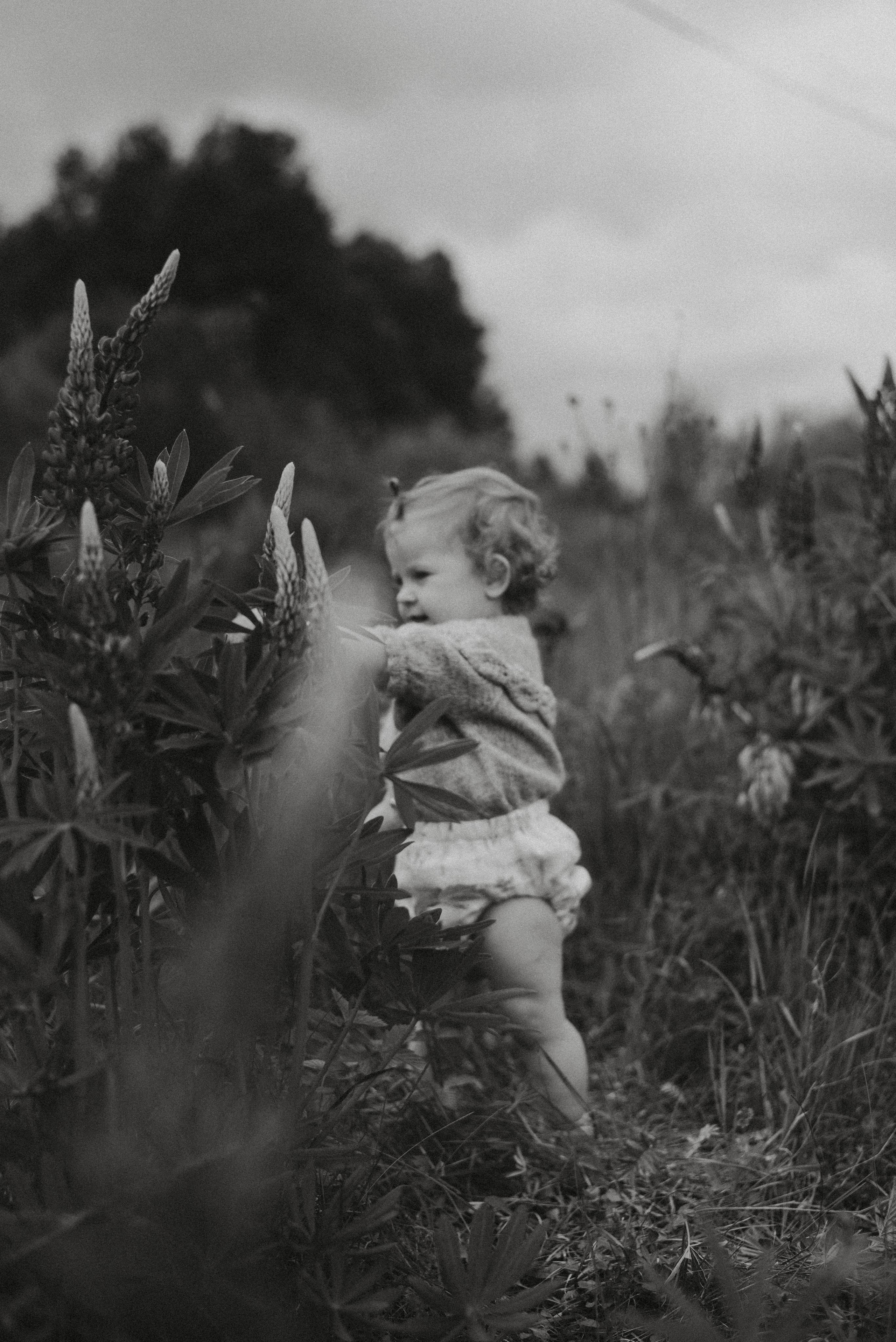 Люпины. Главная