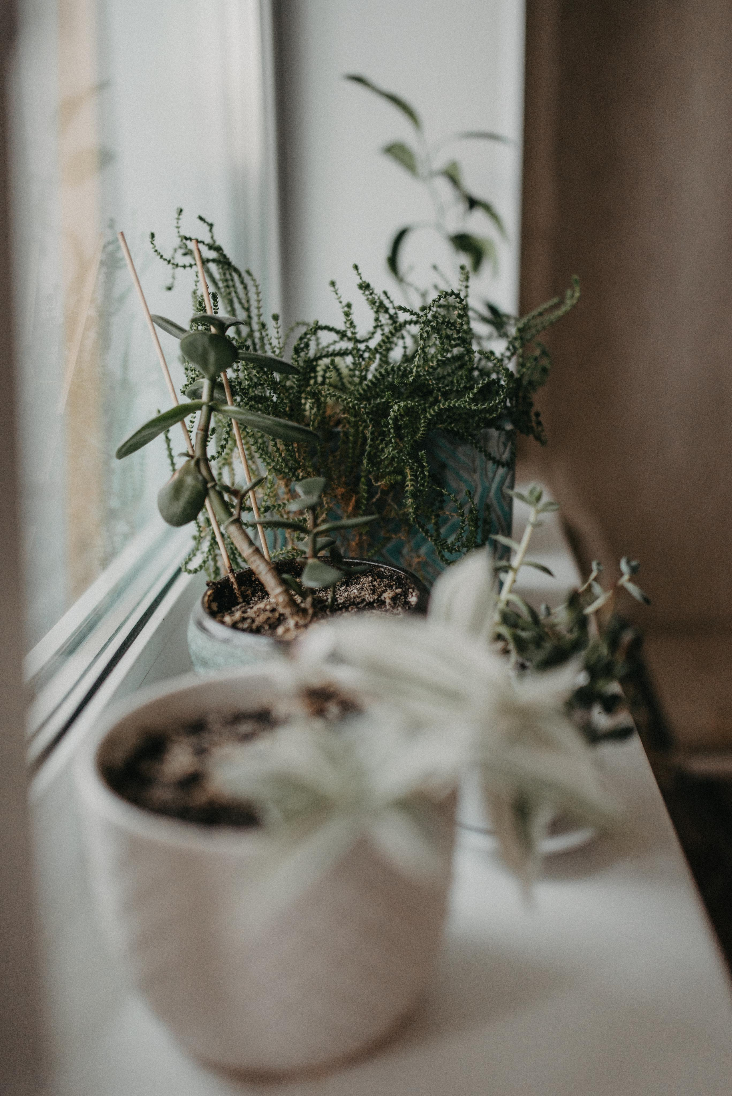 Новый друг. Главная