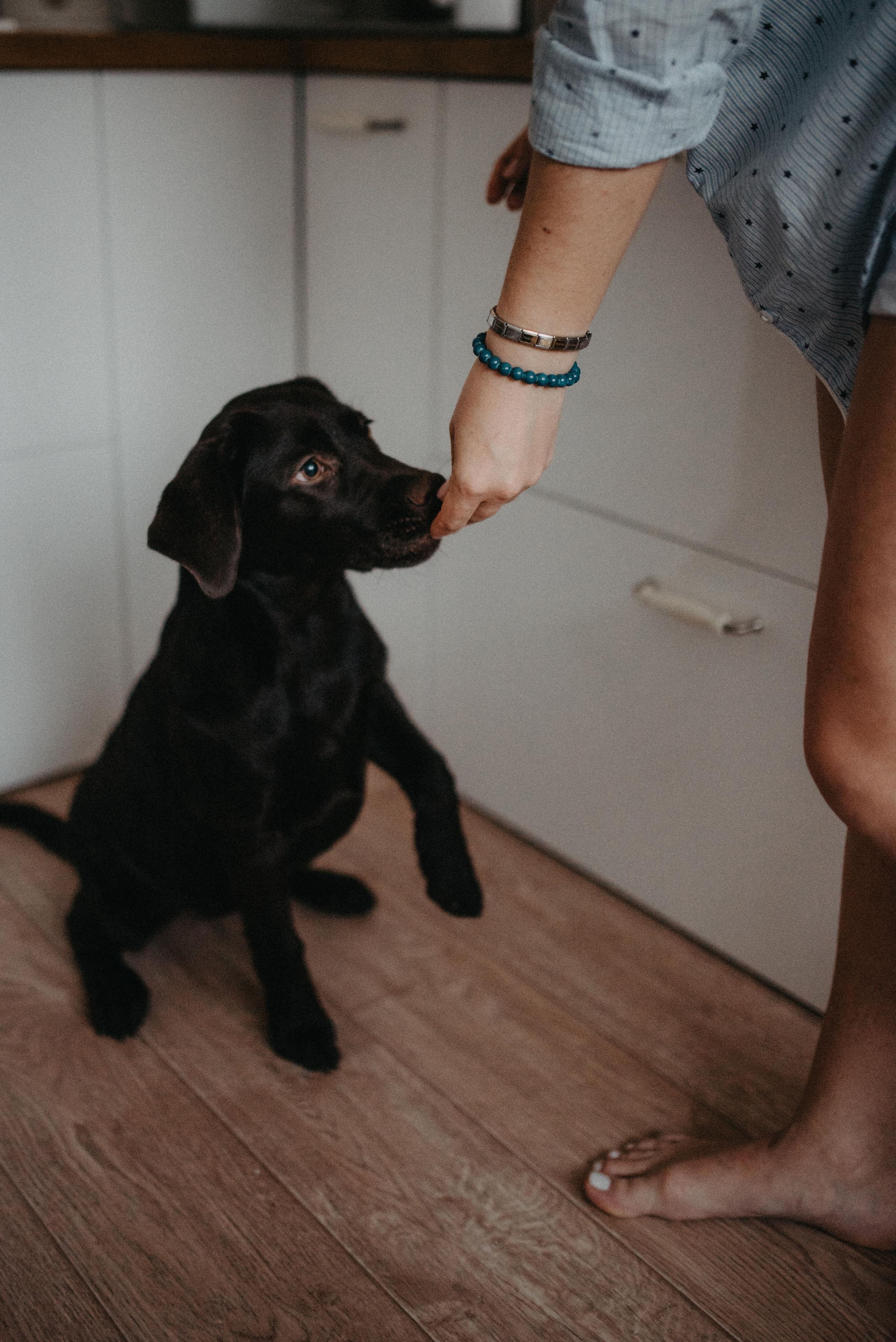 Новый друг. Главная