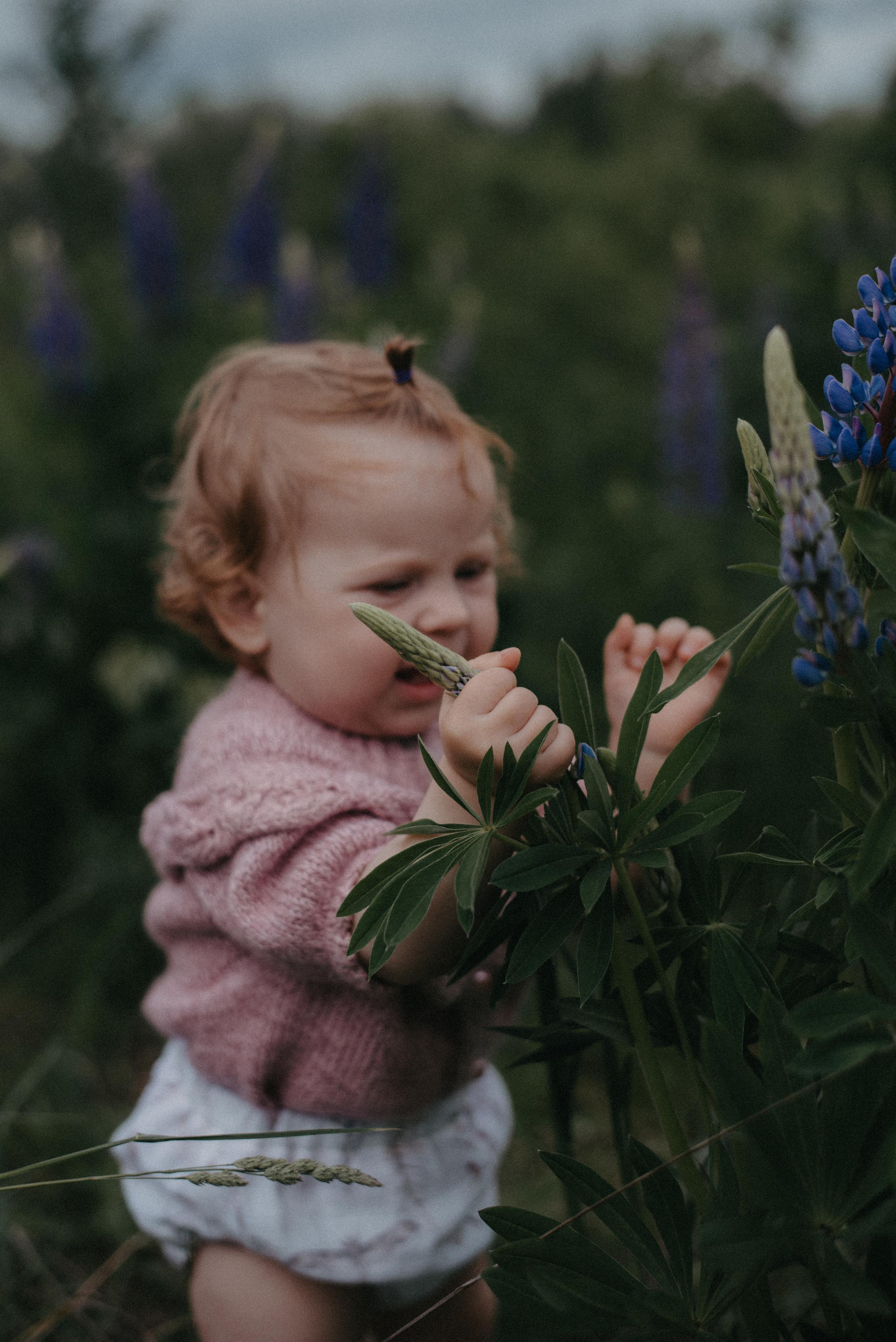 Люпины. Главная