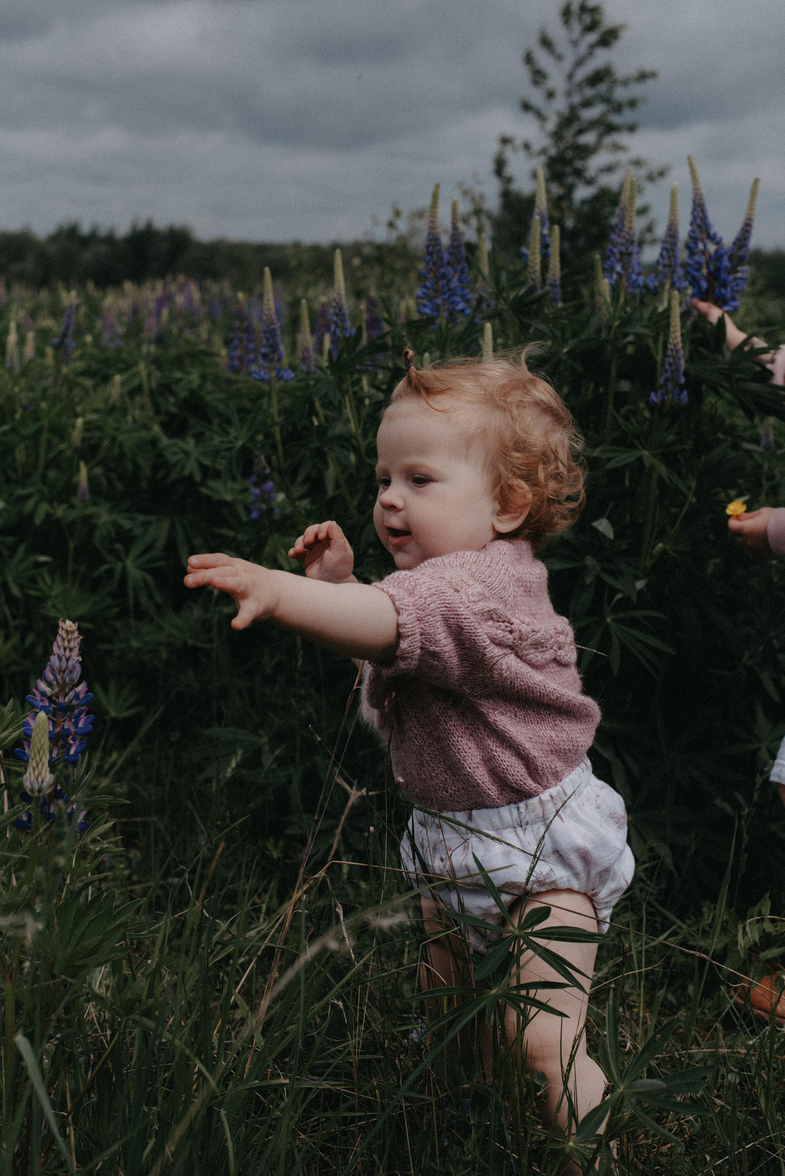 Люпины. Главная