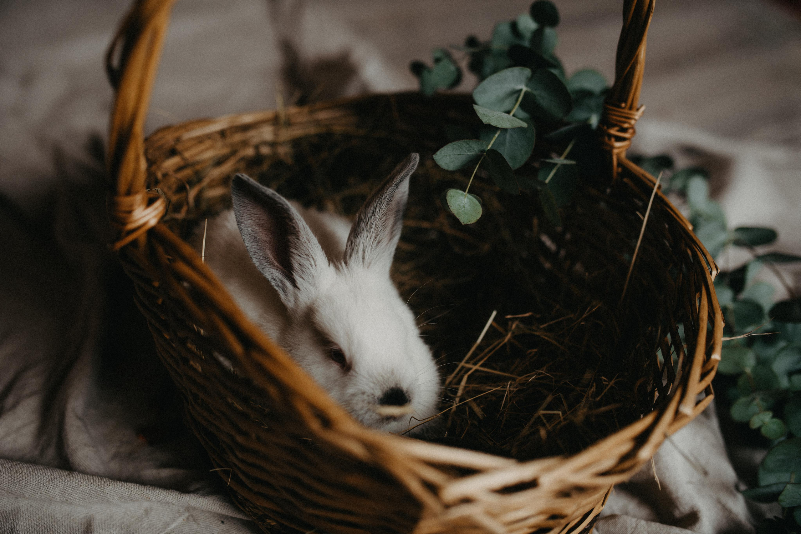 Пасхальный гость. Главная