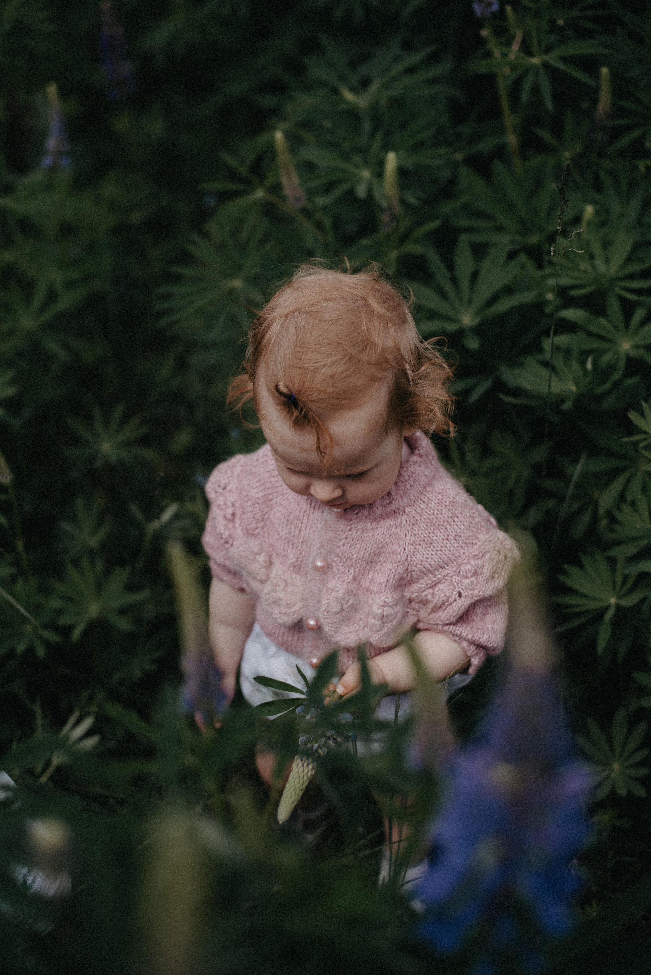 Люпины. Главная