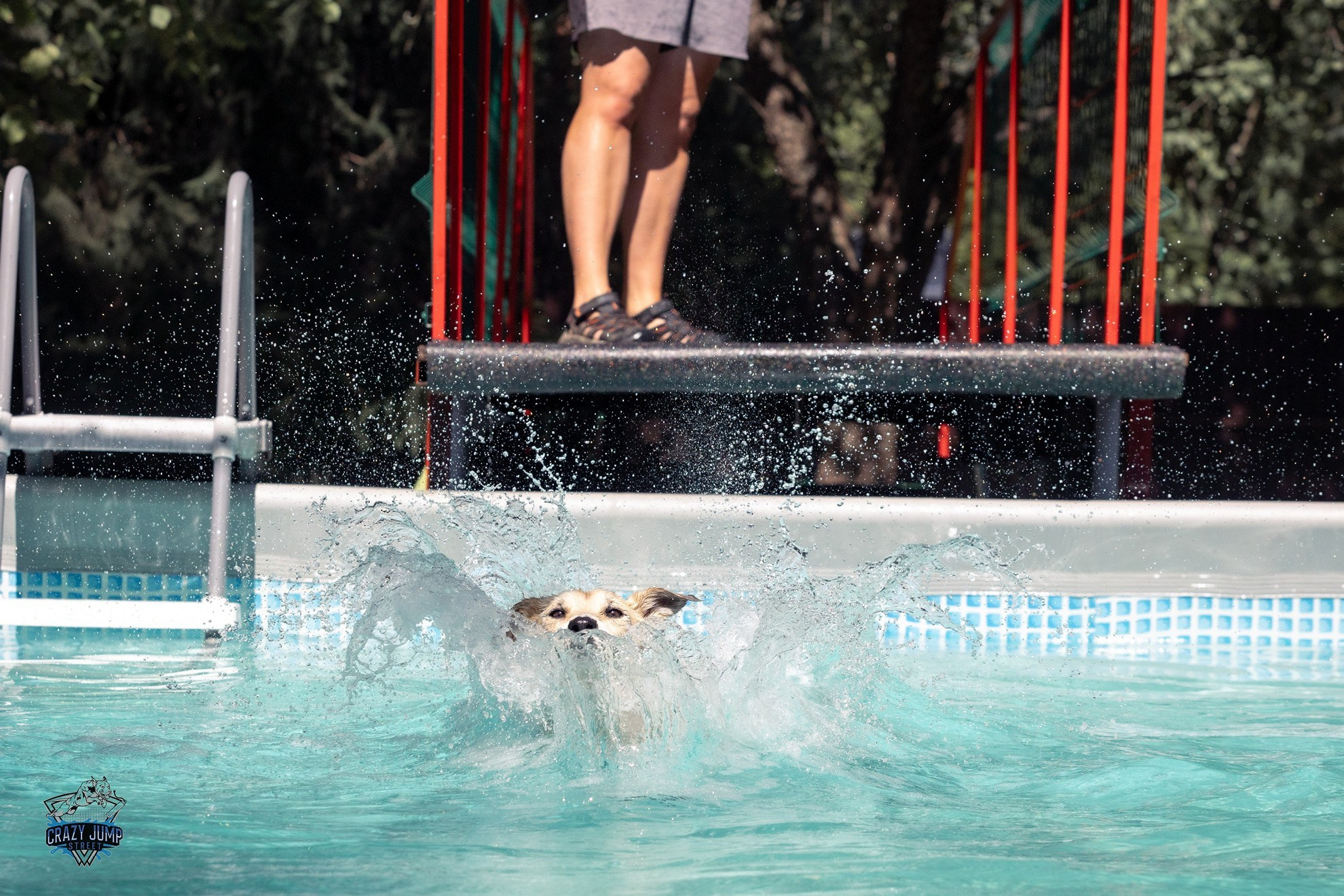 Собаки, спорт, Док дайвинг. Свадебный и репортажный фотограф в Москве и Московской области