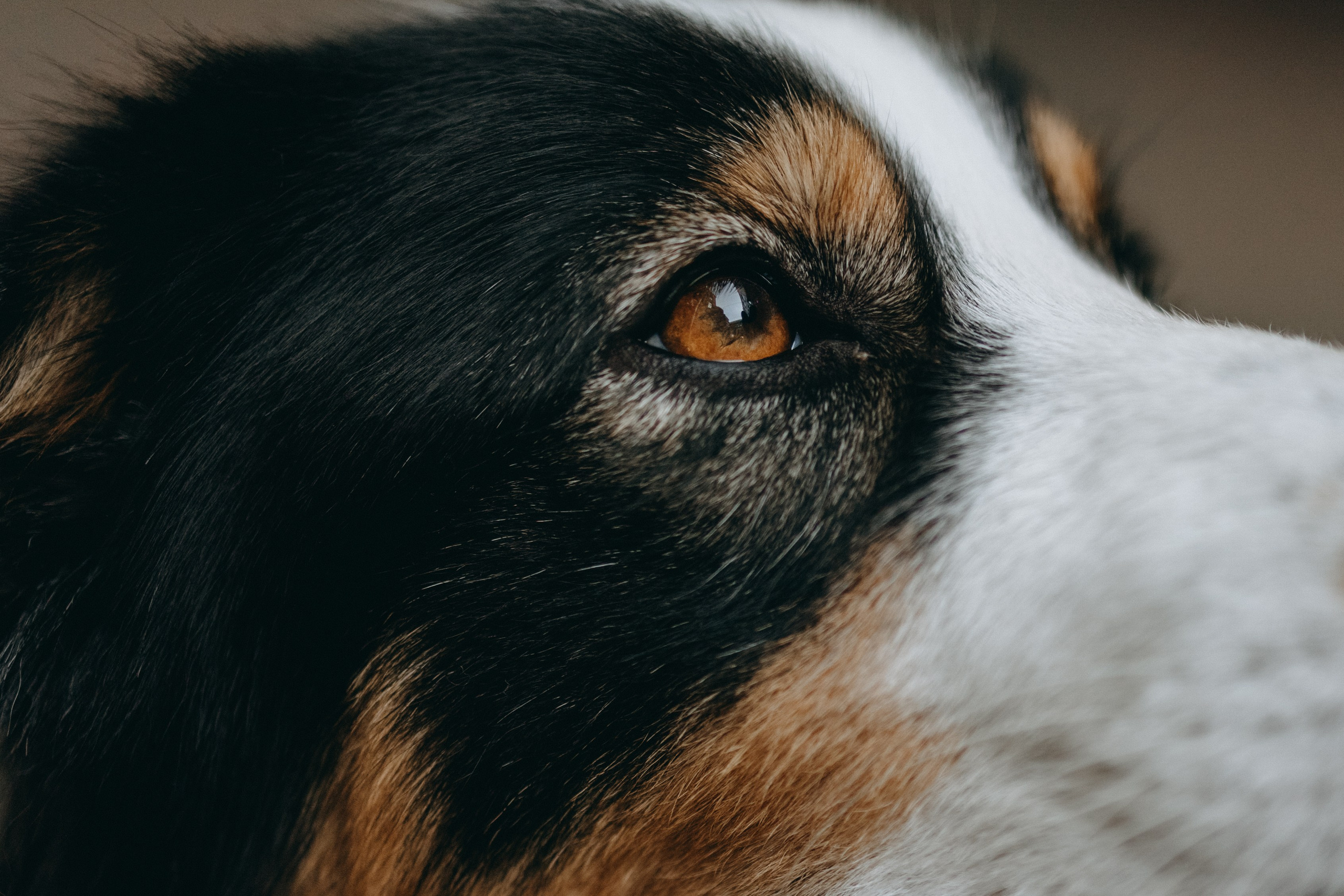 Катя и ее девочки. Фотограф — Анималист | Санкт-Петербург