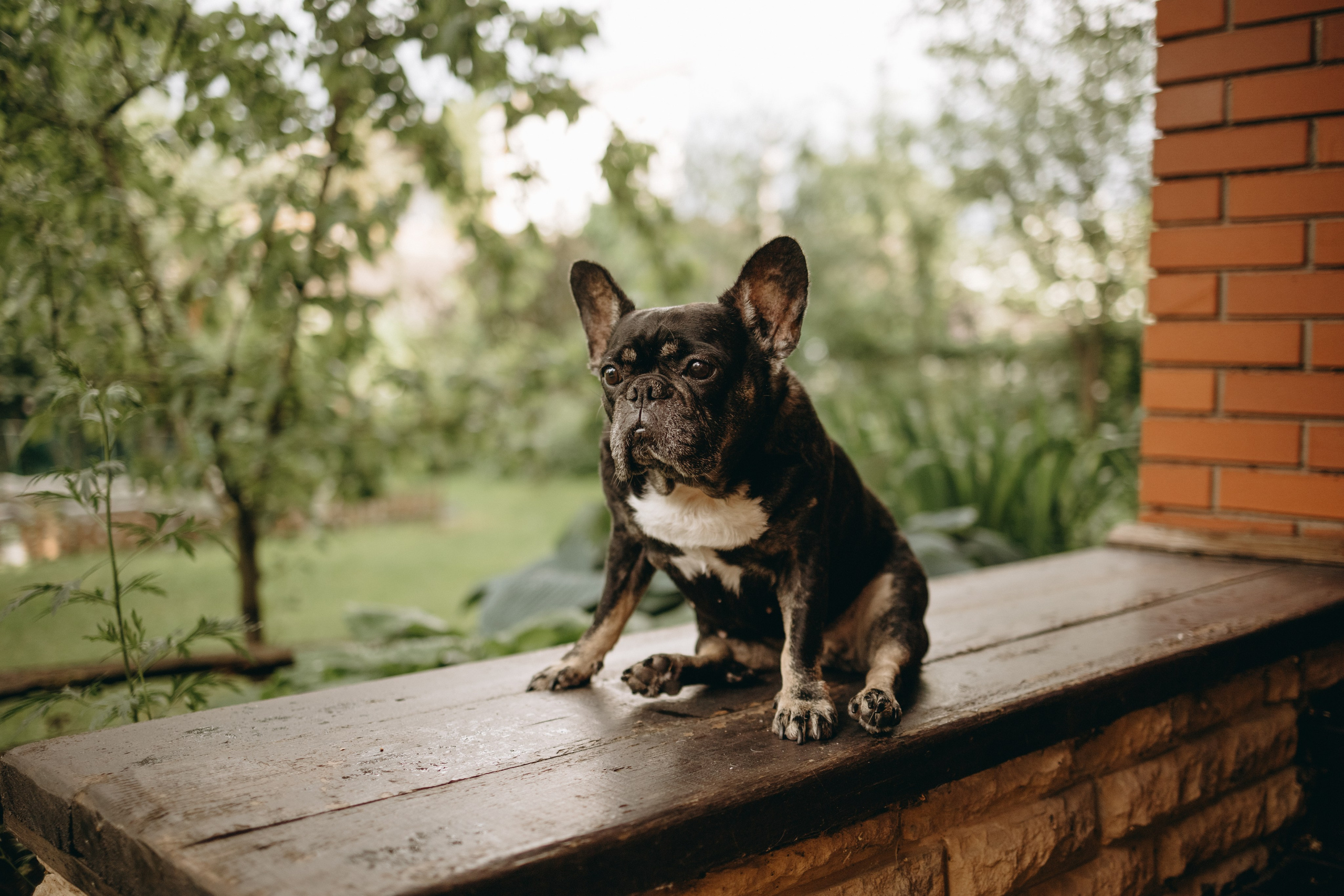 Софа и ее хвостики. Фотограф — Анималист | Санкт-Петербург