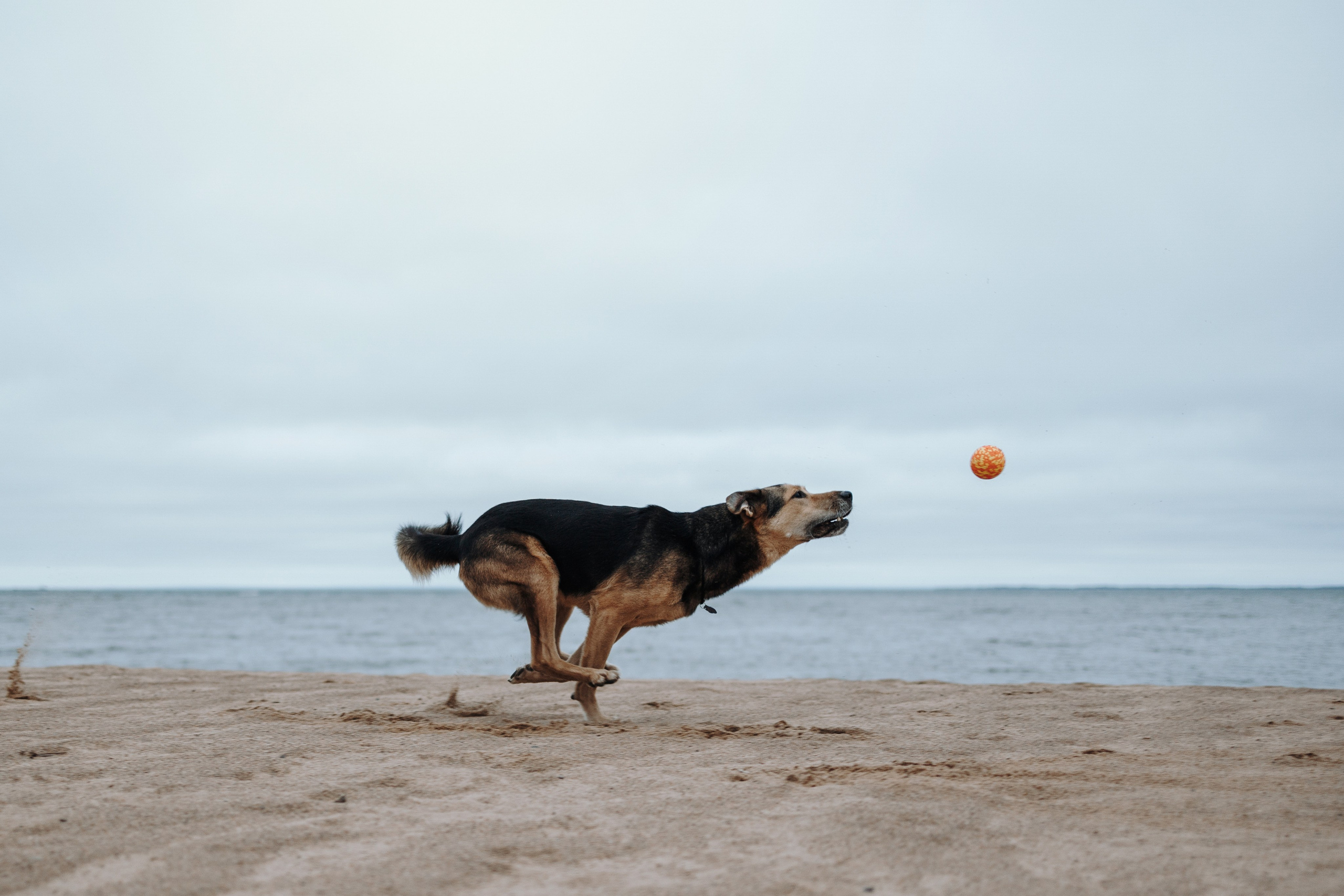 Наталья и Того. Фотограф — Анималист | Санкт-Петербург