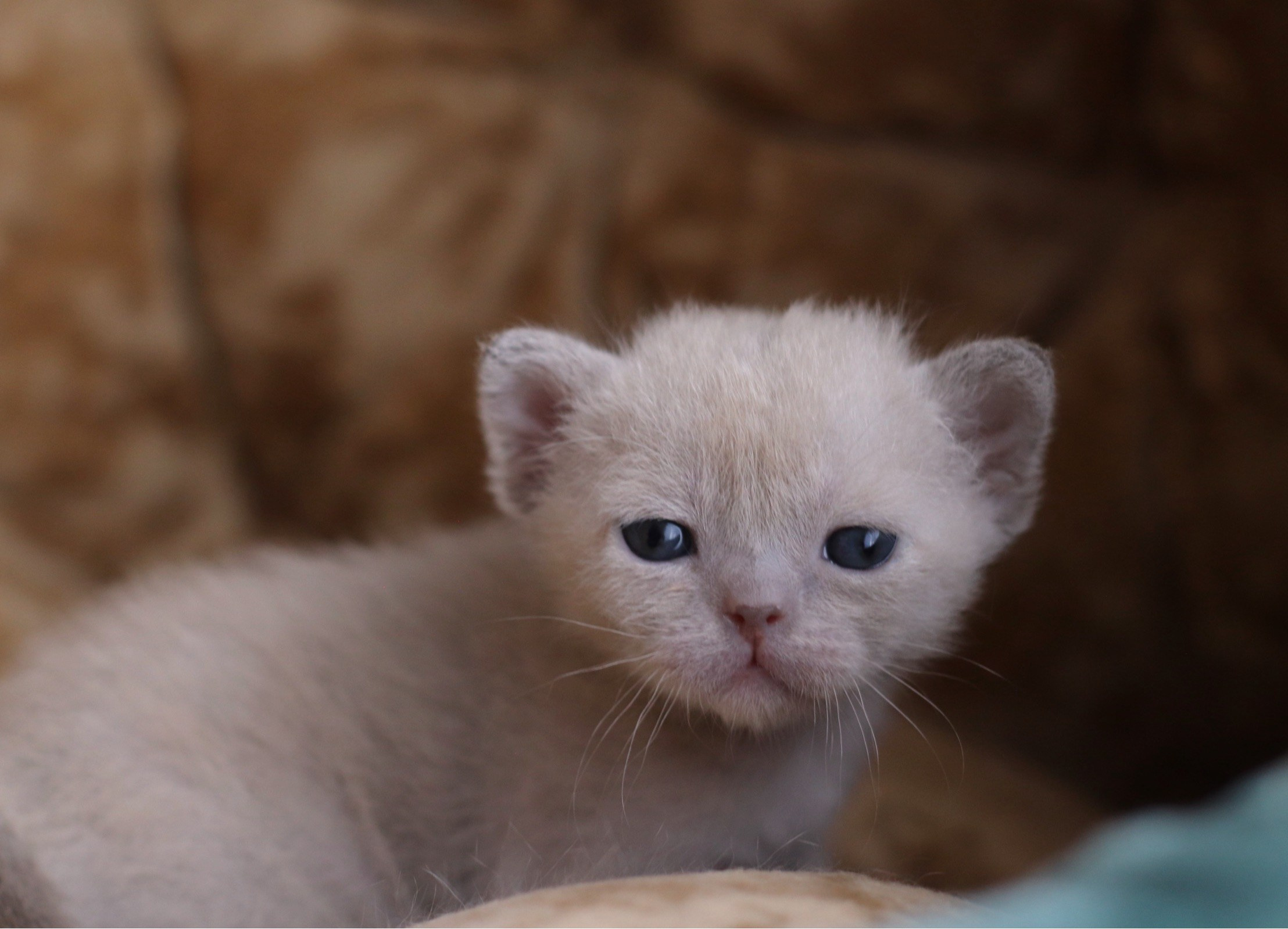 бурманские котята, кремовые бурманские котята, бурманские, питомники бурм, лиловая бурма, лиловокремовая бурма, burlabella, питомник бурлабелла