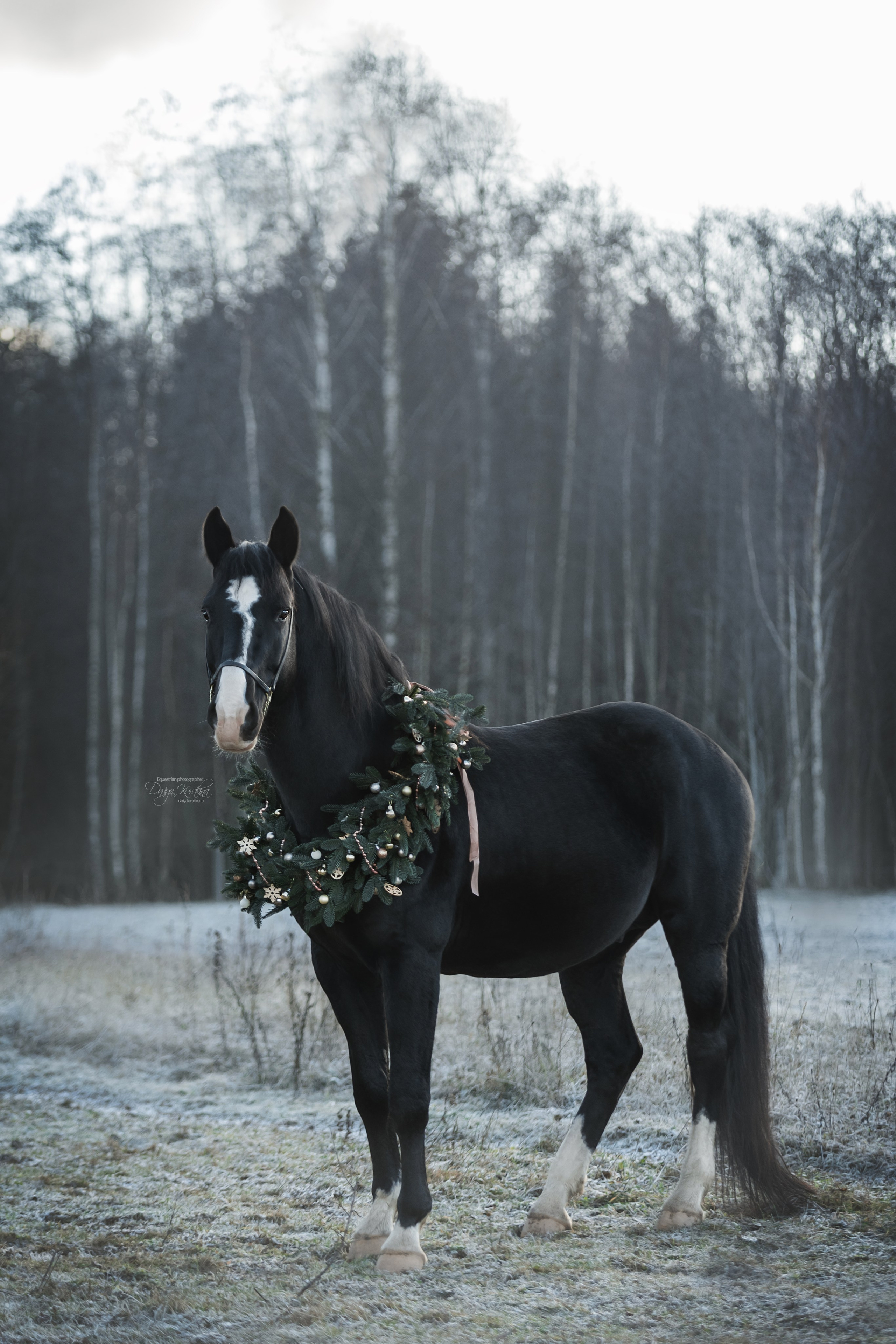Komardins. Конный фотограф Куракина Дарья • Фотосессии с лошадьми
