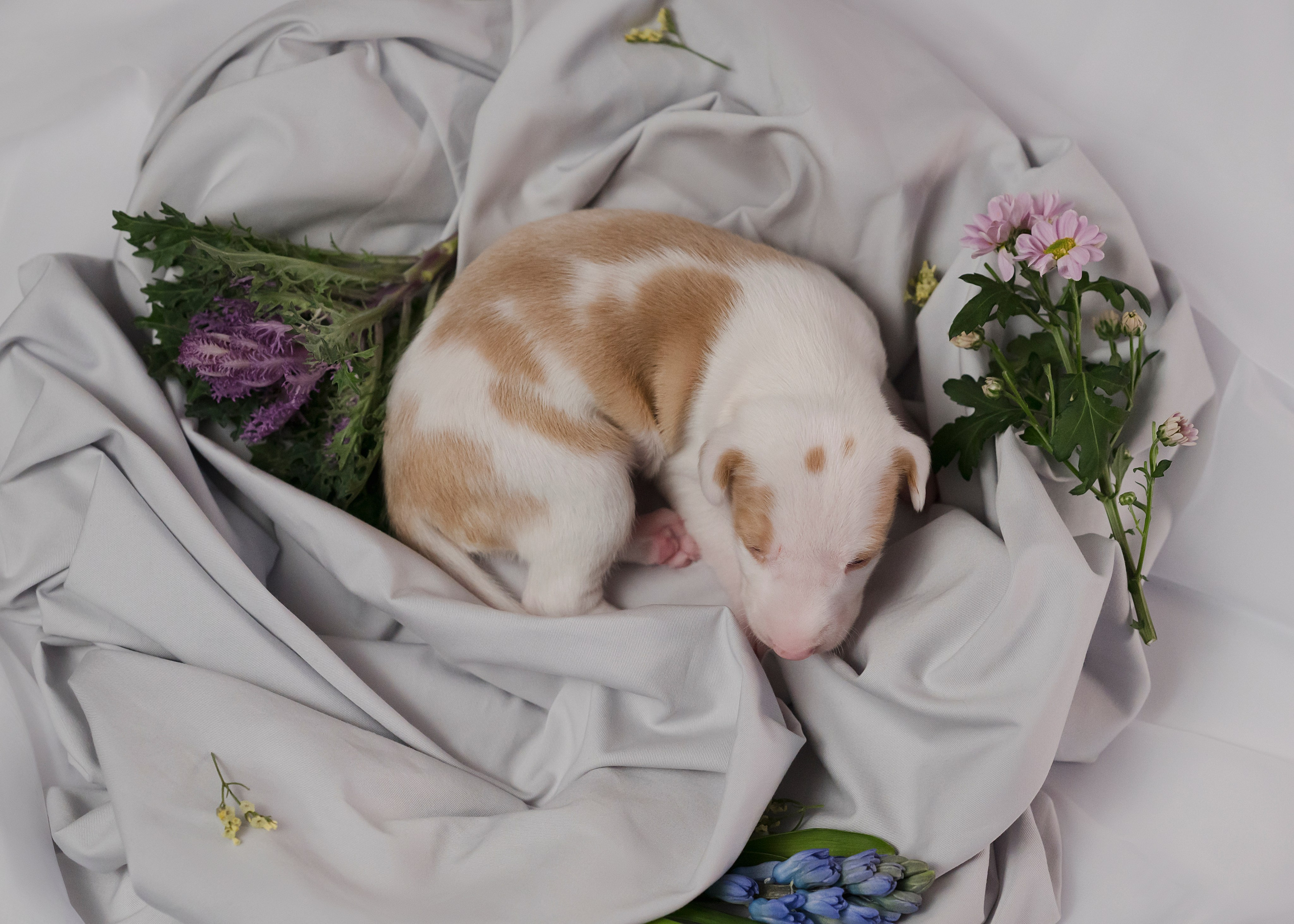 Поденки ибиценки. Фотограф- анималист Александра Матвеева