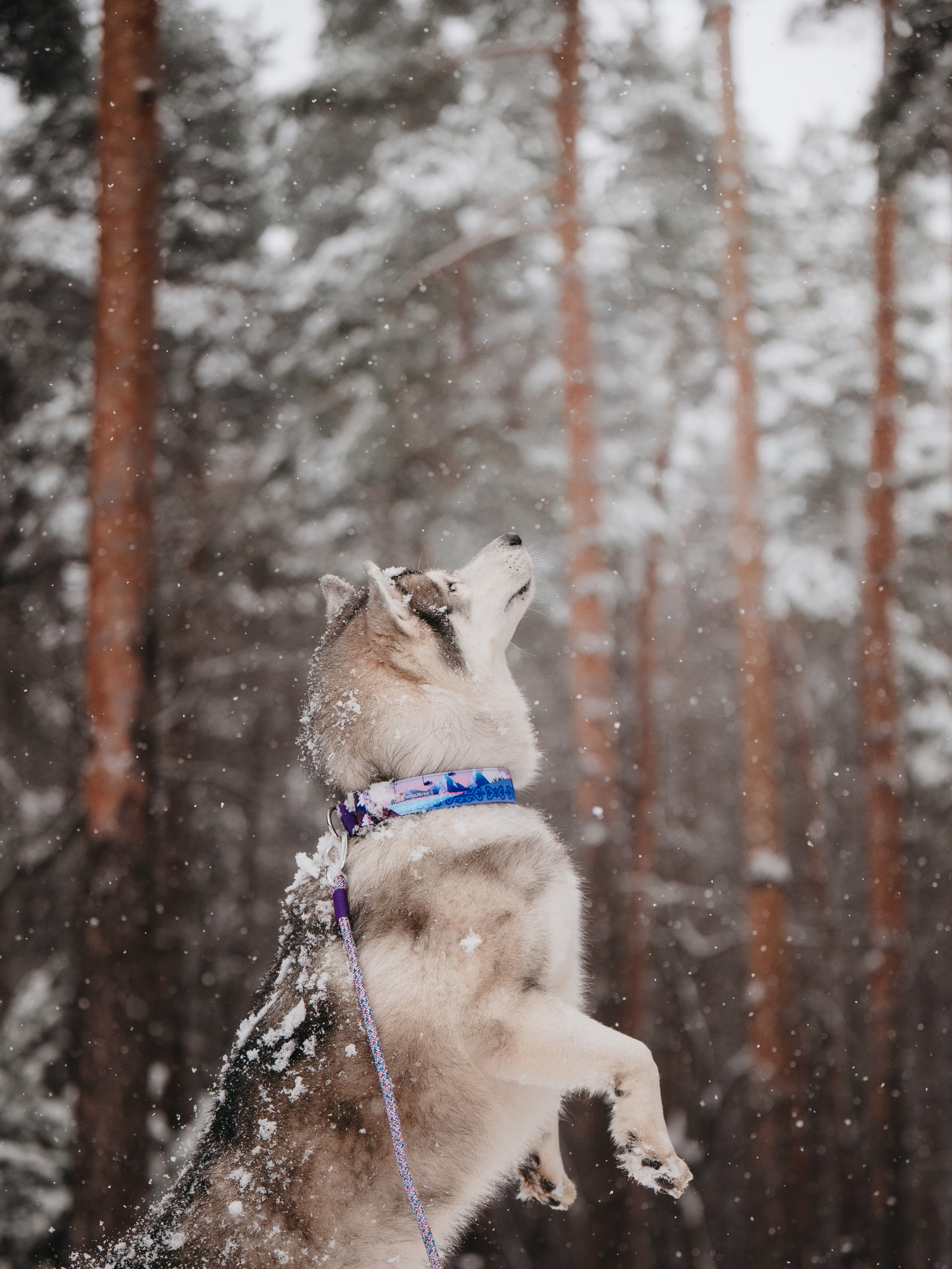 Bender&Frai. Зимняя коллекция. Семейный фотограф анималист Ананьева Мария — Москва