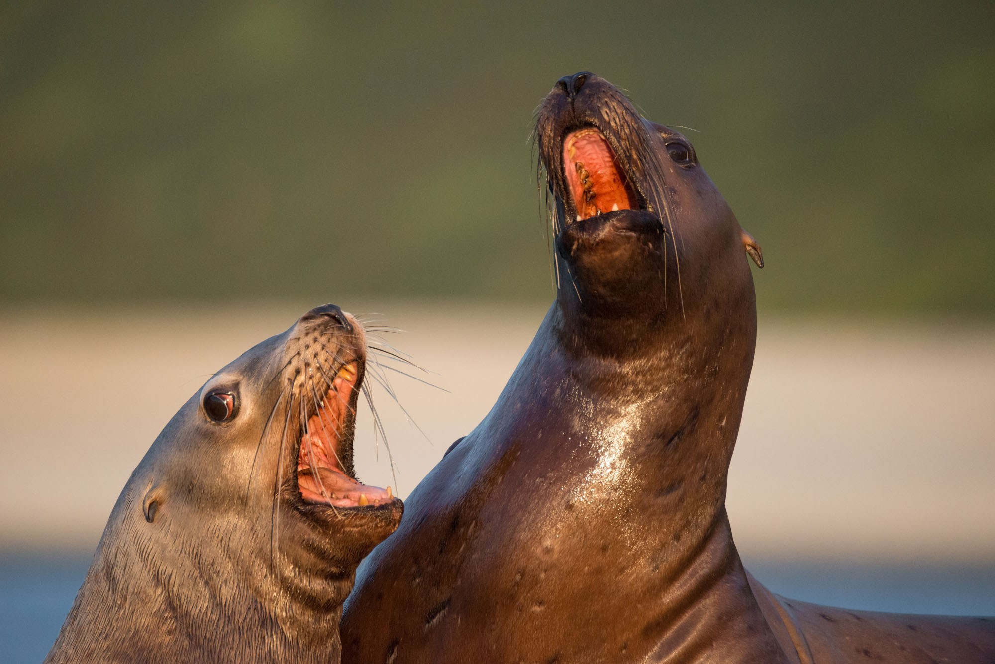 Фотографии животный мир России