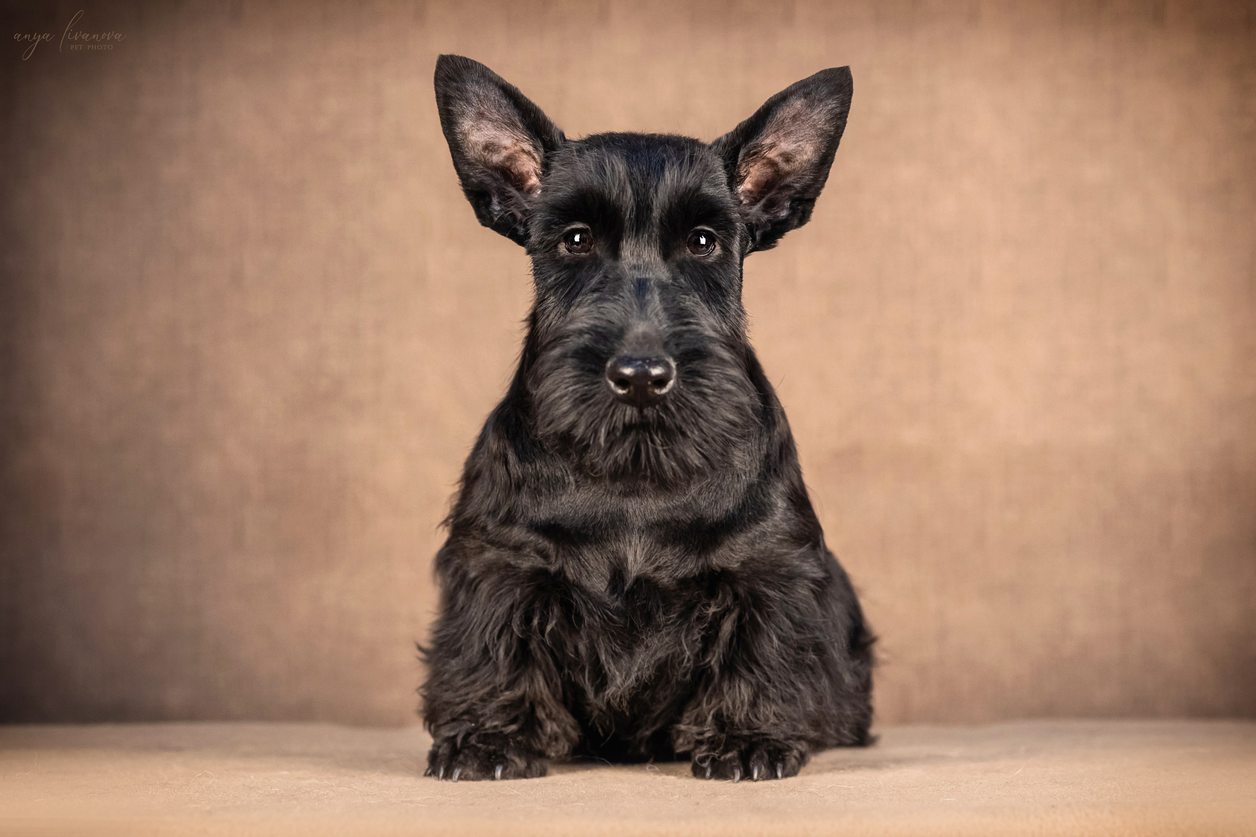 Скотчики. Фотограф анималист Аня Ливанова | Рыбинск