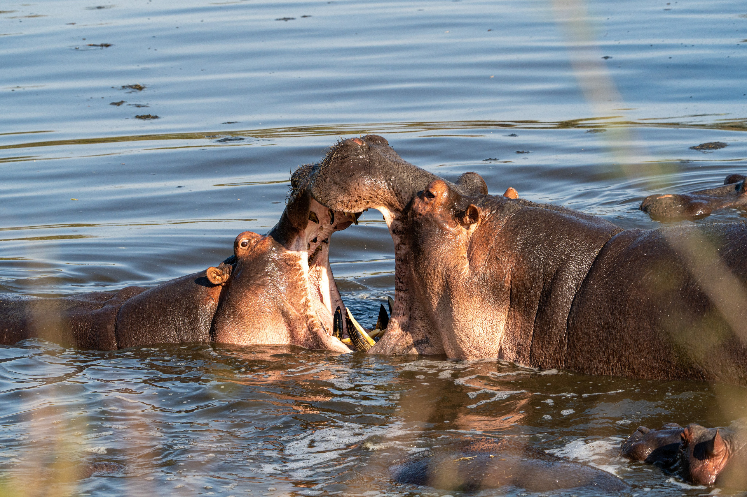 Танзания, сафари, 2025. Творческие сьемки