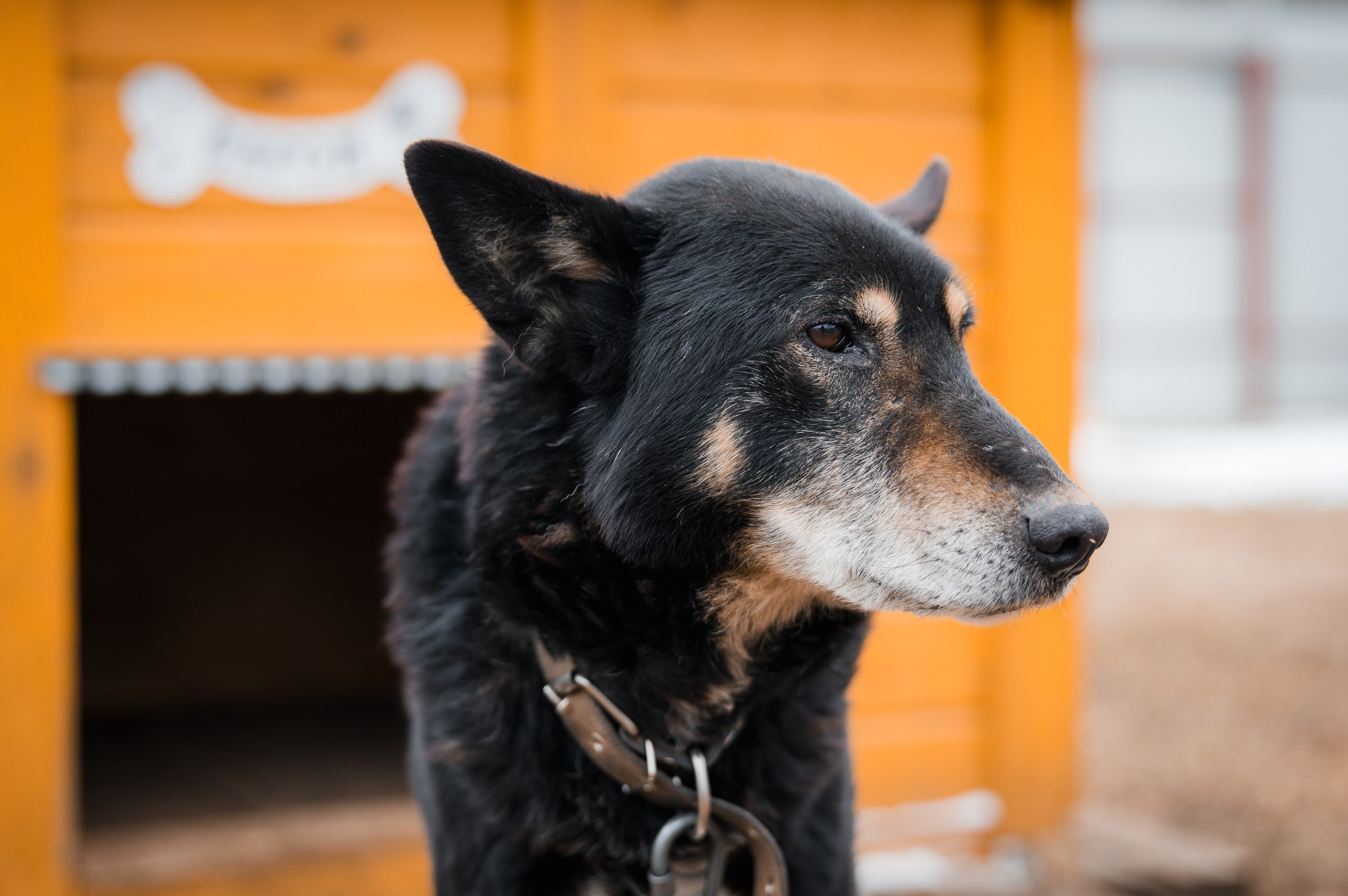 Барон. Улыбка собаки — спасение и пристройство бездомных собак