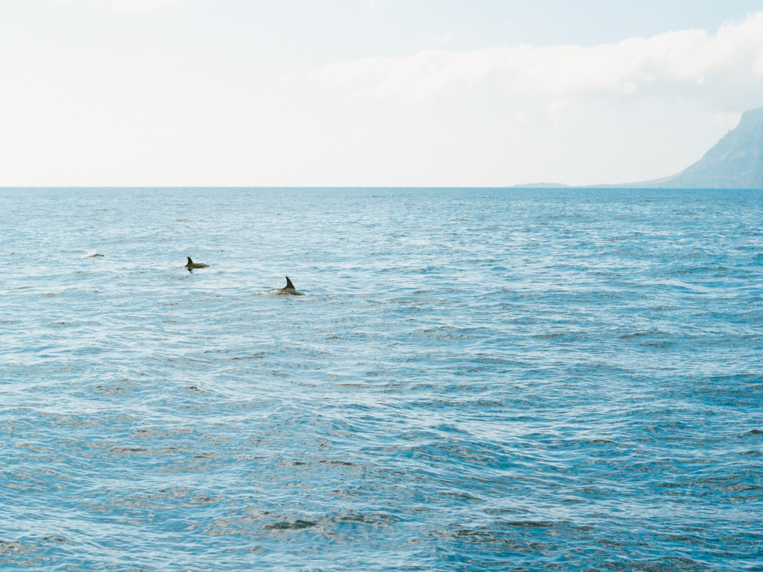Катерина и Сергей, свадьба на Тенерифе. Изящная фотография | Ксения Милушкина