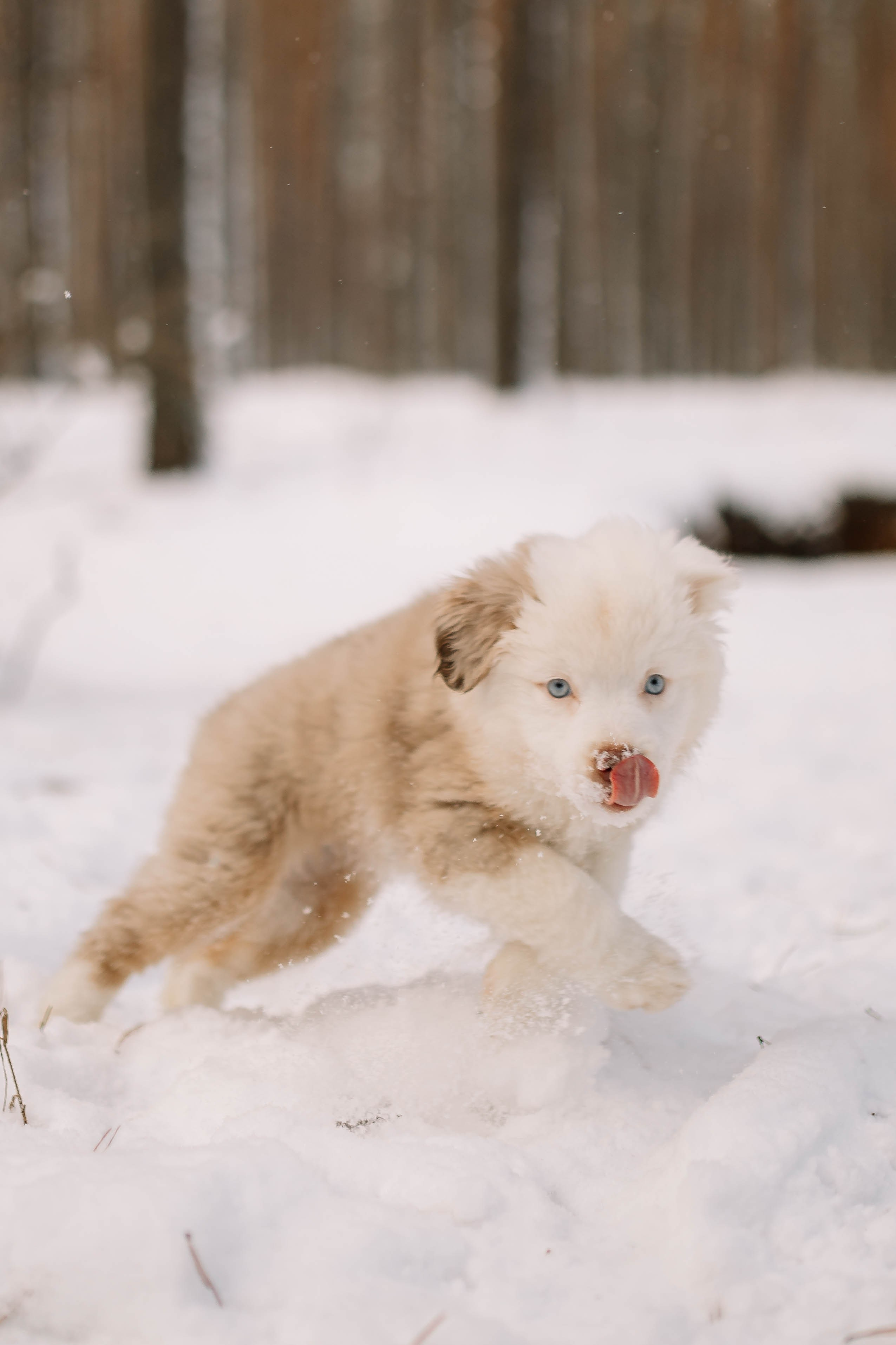 Щенки Миниатюрной американской овчарки. Прогулка в лесу. Фотограф Александра Кузнецова