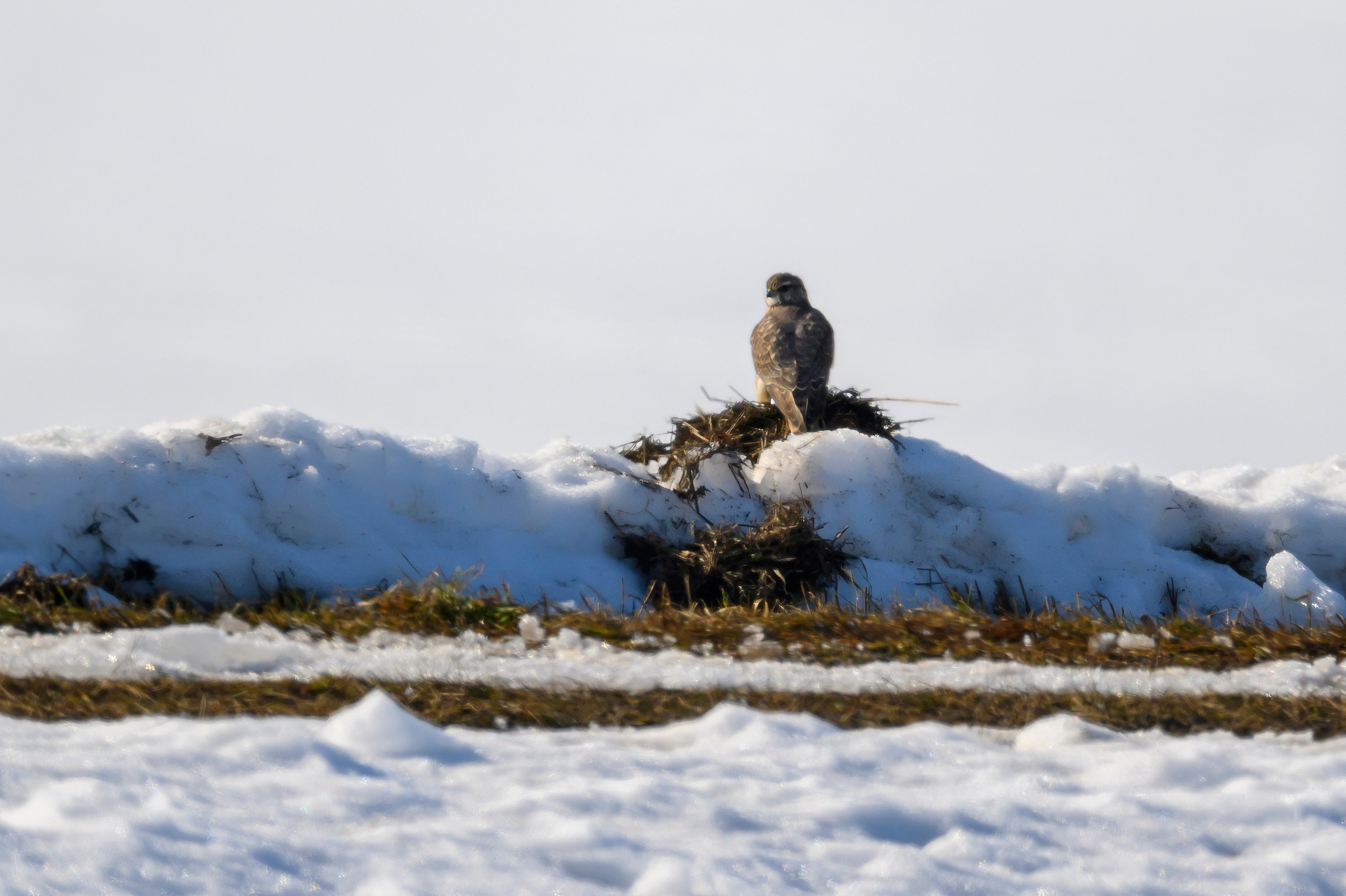 Весна пришла! Пуночки. Фотограф Сергей Пупонин