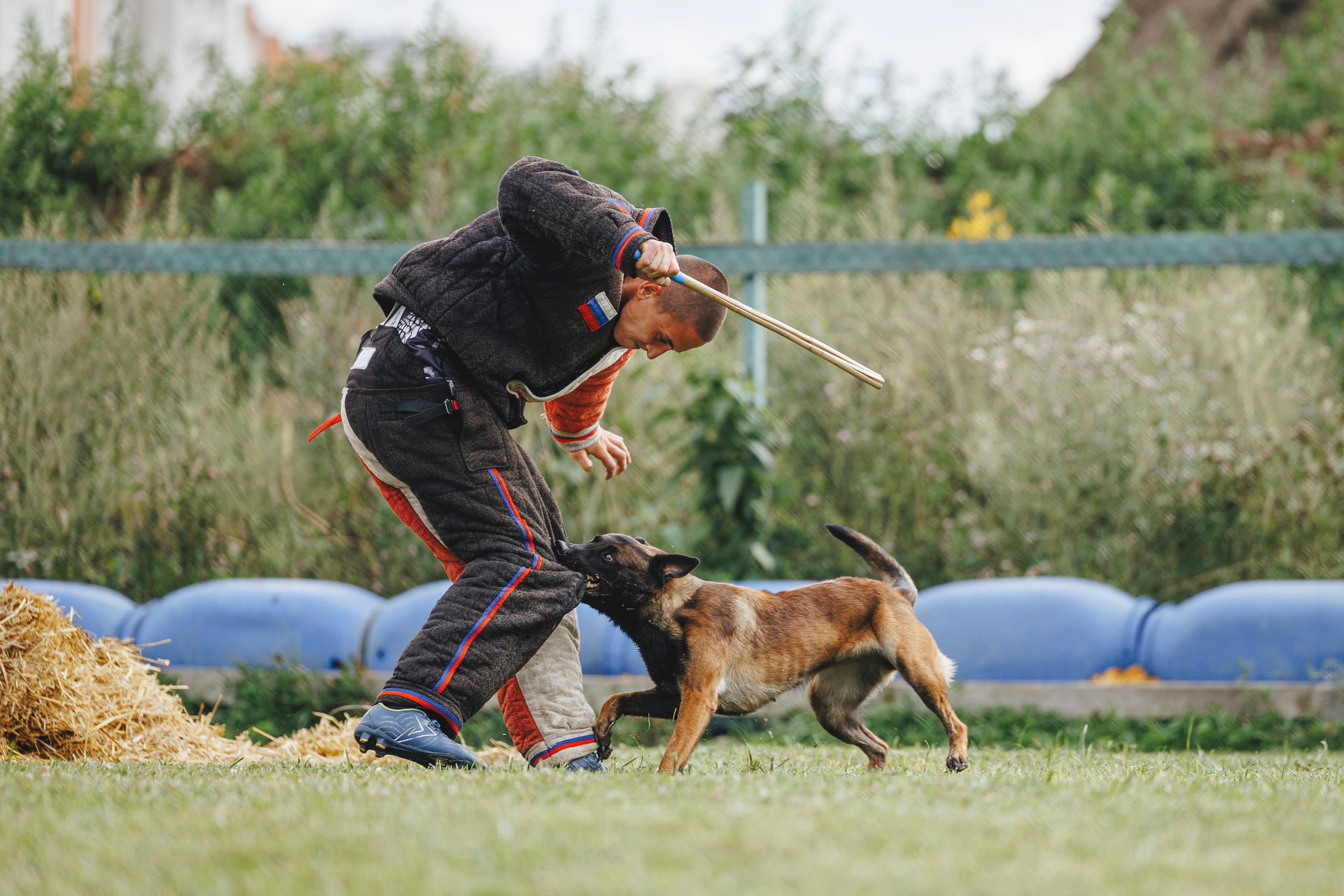 08.08.25-10.08.25 ЧР по мондьорингу г. Вологда. Фотограф-анималист Анна Маринич