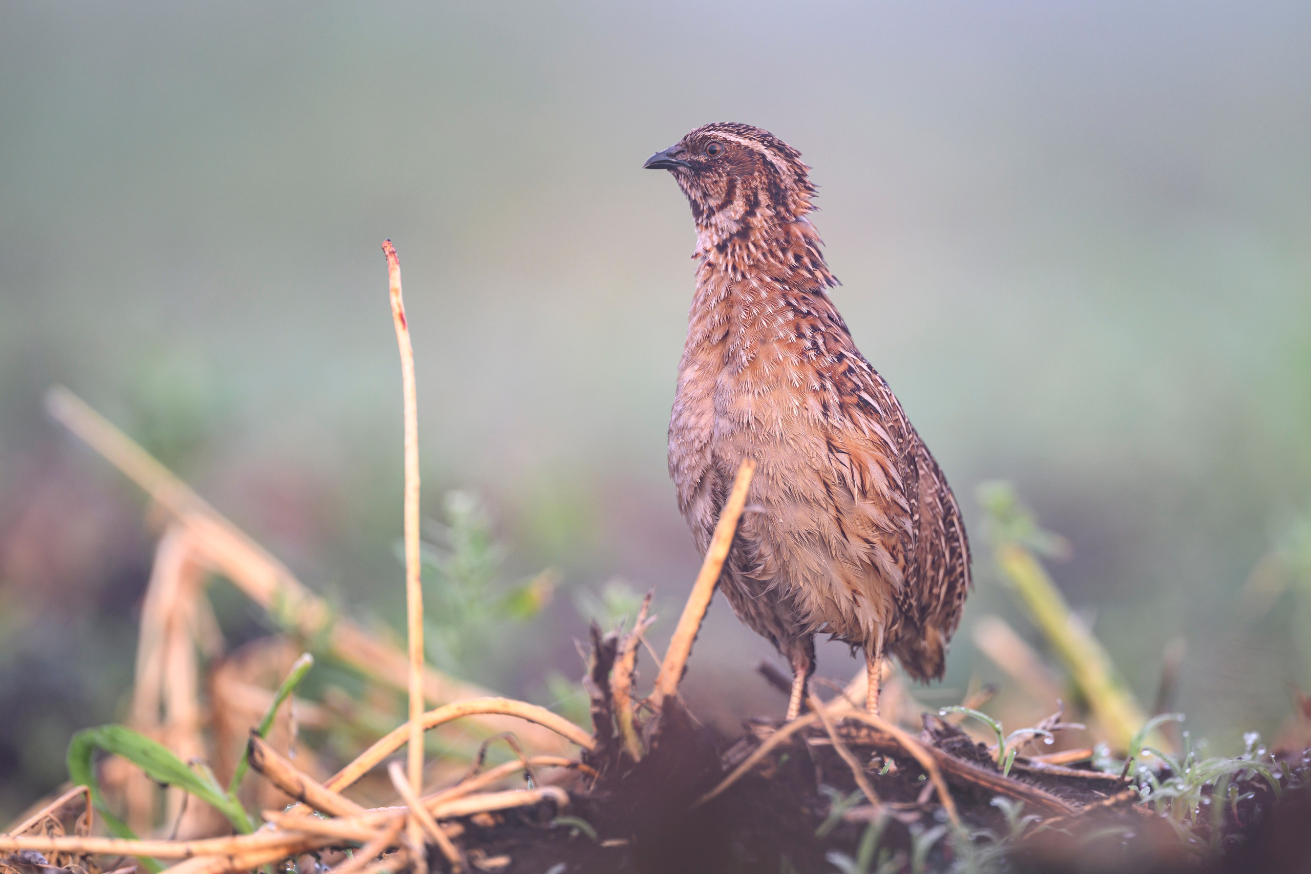 Перепела в тумане. Wildlife photography by Sergey Puponin