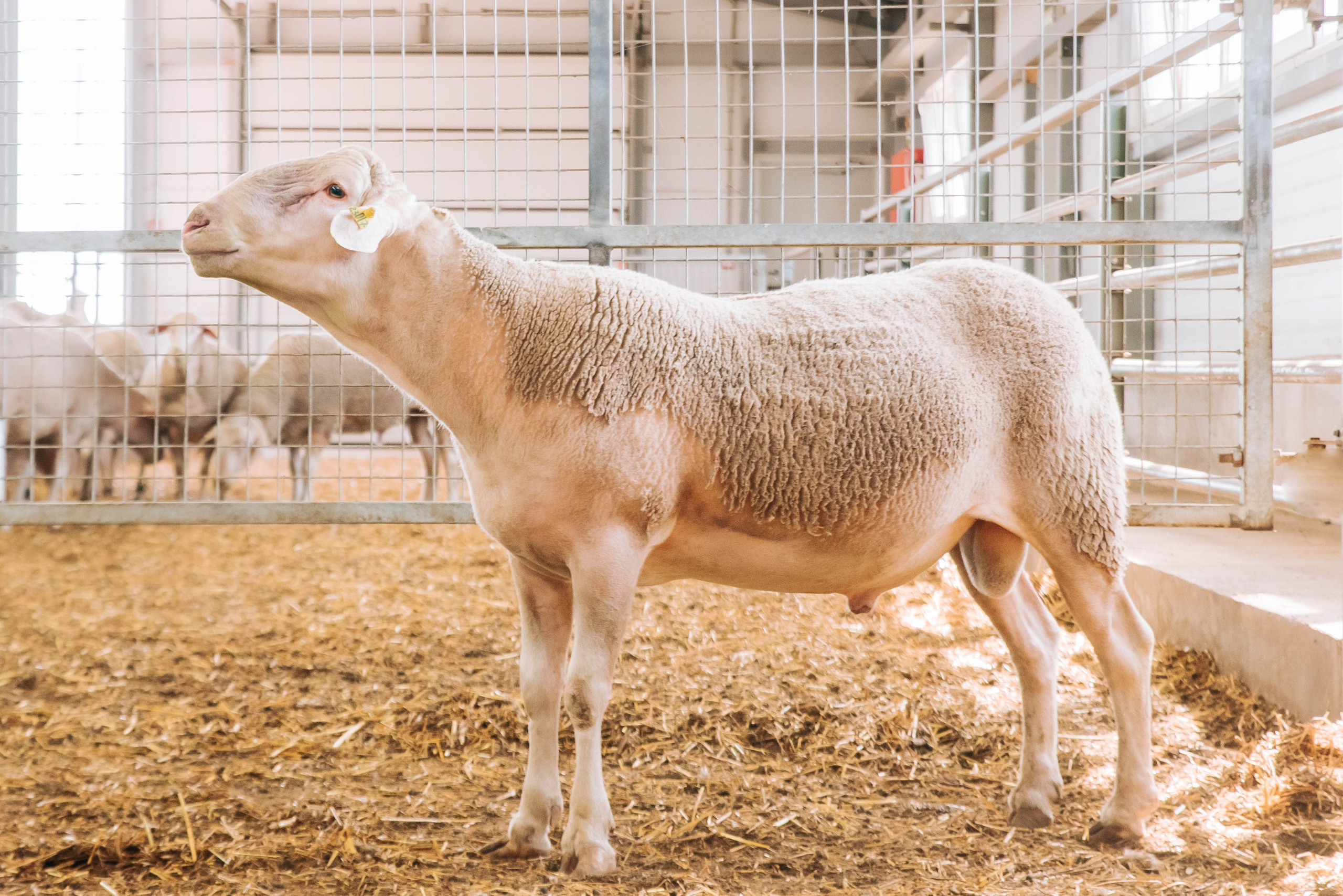Овечья Ферма. Агрокурьер Красный Яр. Главная