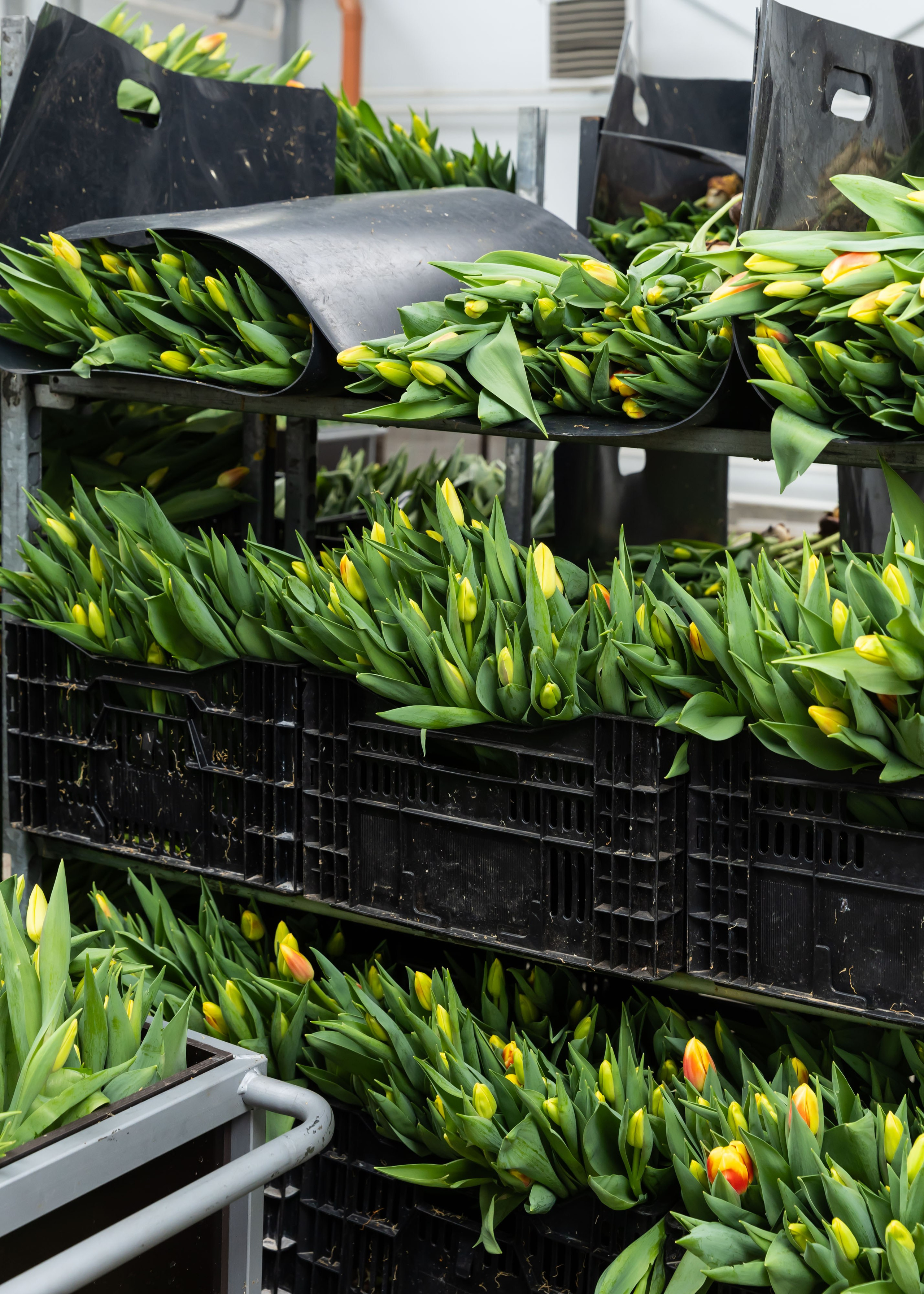 ЦВЕТЫ. ФОТОГРАФ ВИНОГРАДОВА ДАРЬЯ