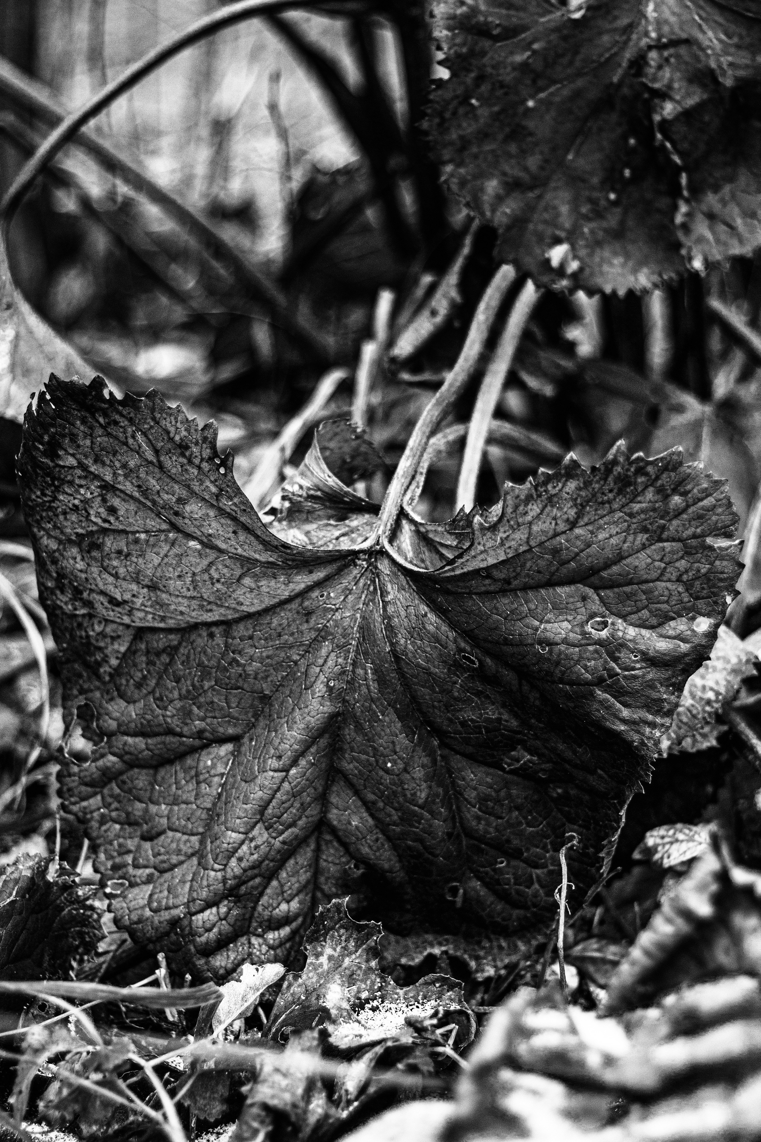 十一月的花园 – 秋日氛围与金色光影摄影