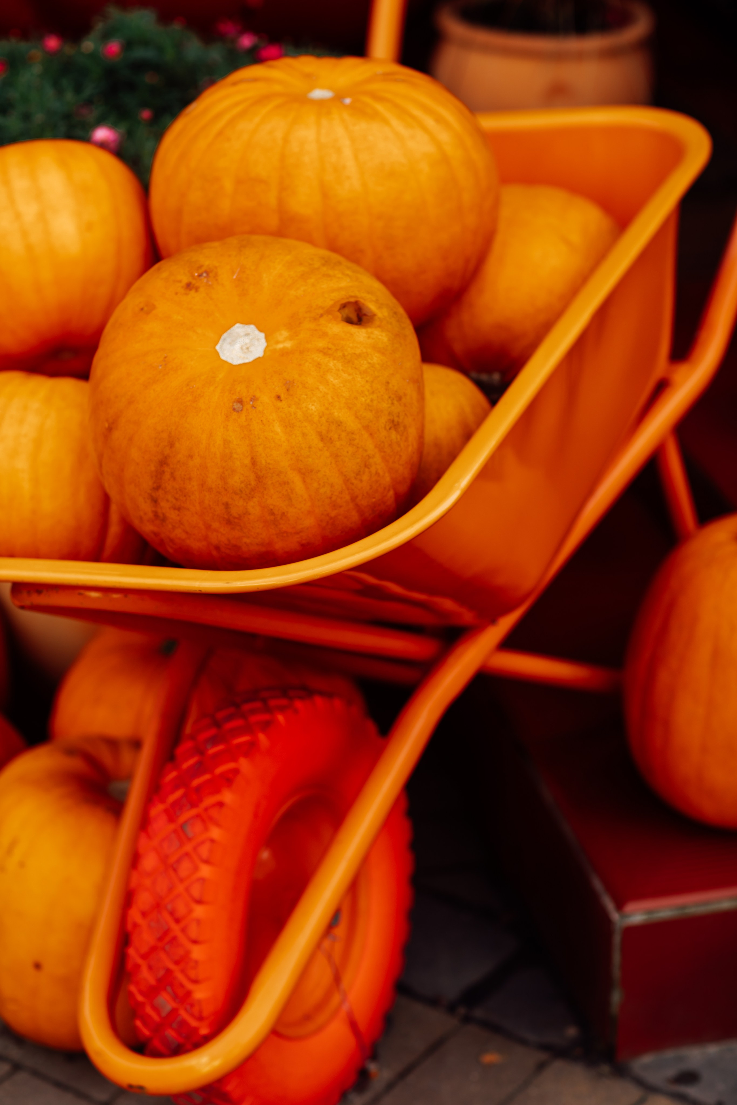 Зеленоградск. Https://malovafoto.ru