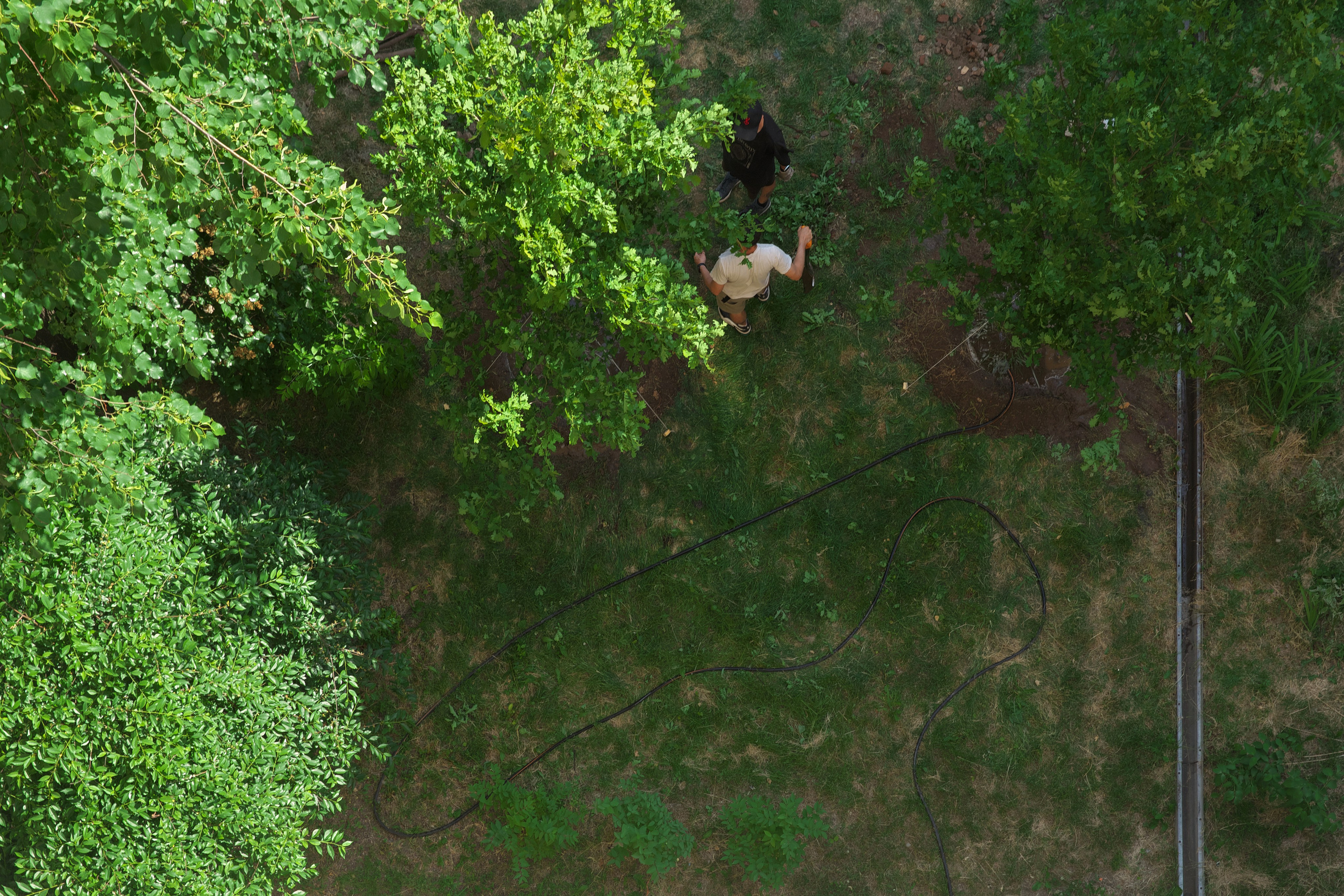 Дубы 🌳. Миша Печёнкин | фотография
