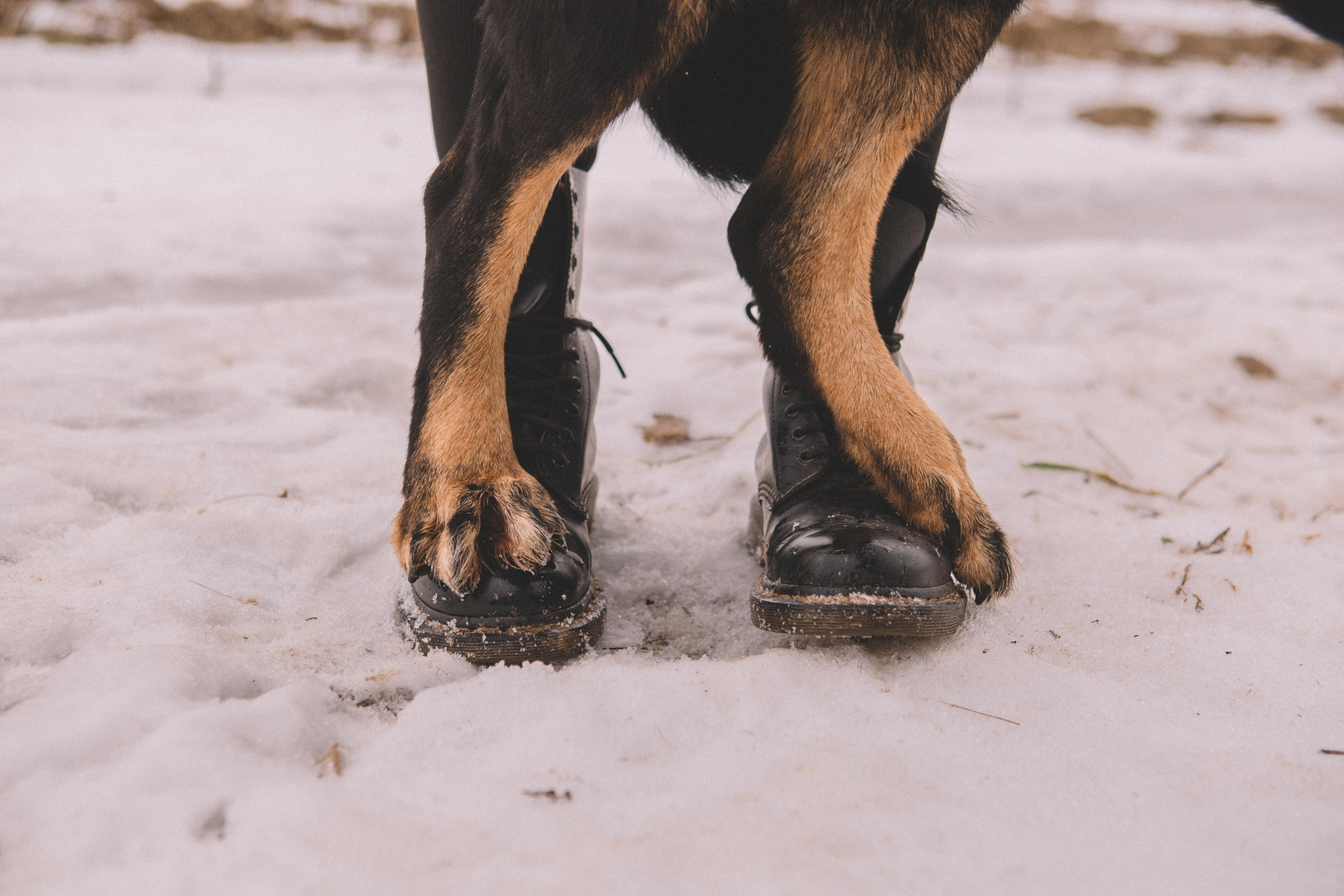 Alyona & Felix. Portrait, family and pet photographer in Cyprus, Ksenia Bourdelle
