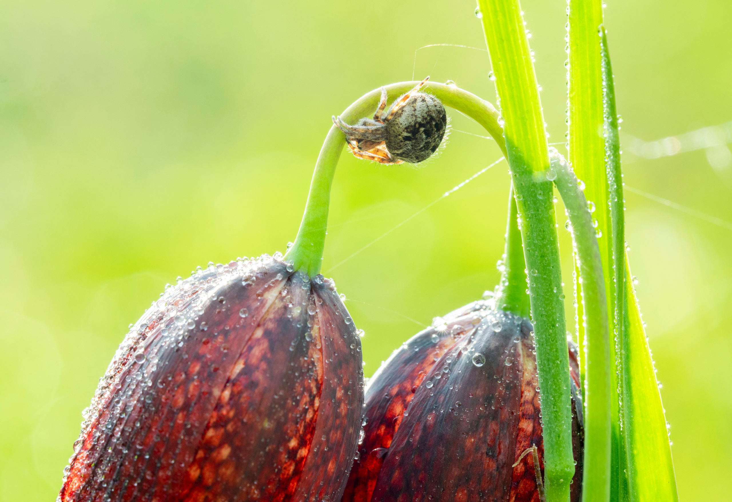 Насекомые. Фотограф Вадим Хмурковский